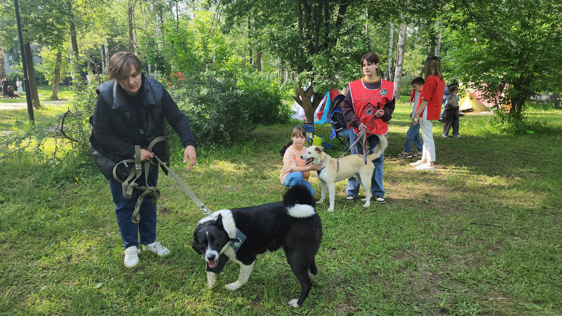 пушкино, пристройство, бездомные животные, кошки, собаки, центральный парк, приют для собак, волонтерская деятельность,