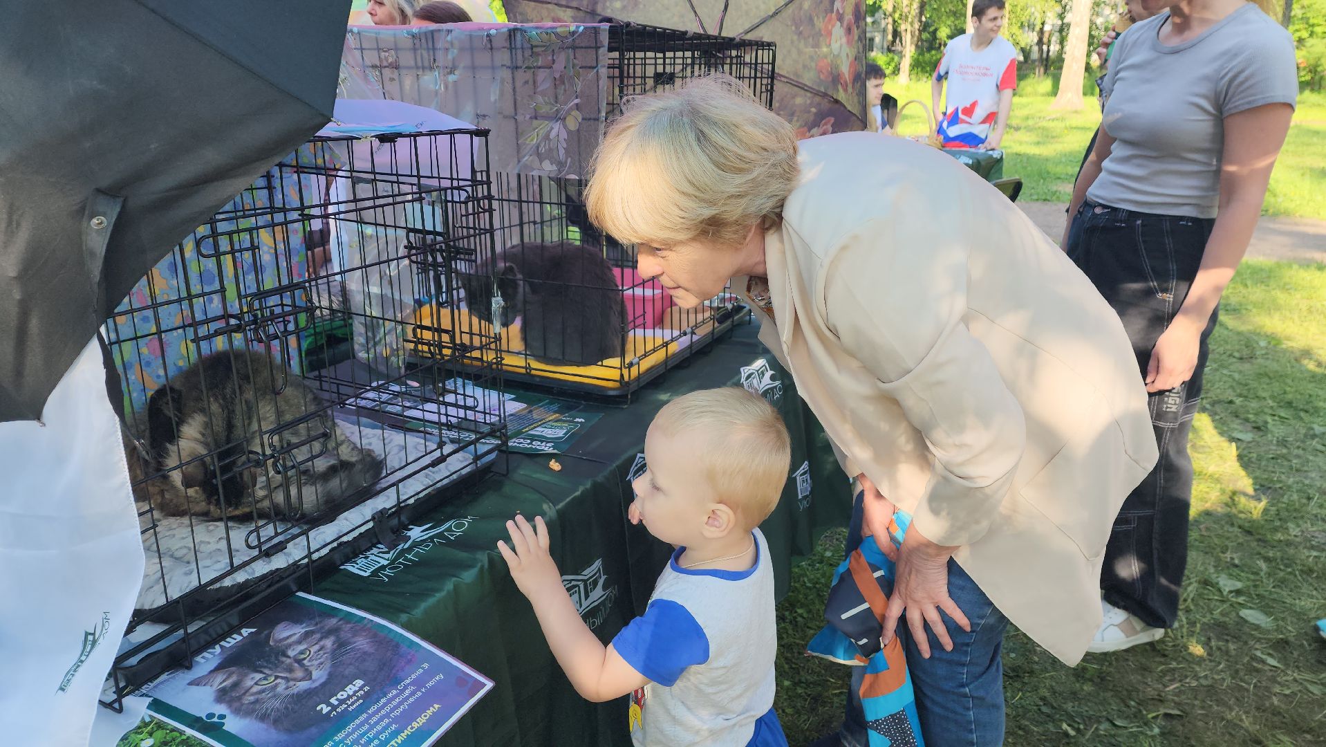 пушкино, пристройство, бездомные животные, кошки, собаки, центральный парк, приют для собак, волонтерская деятельность,