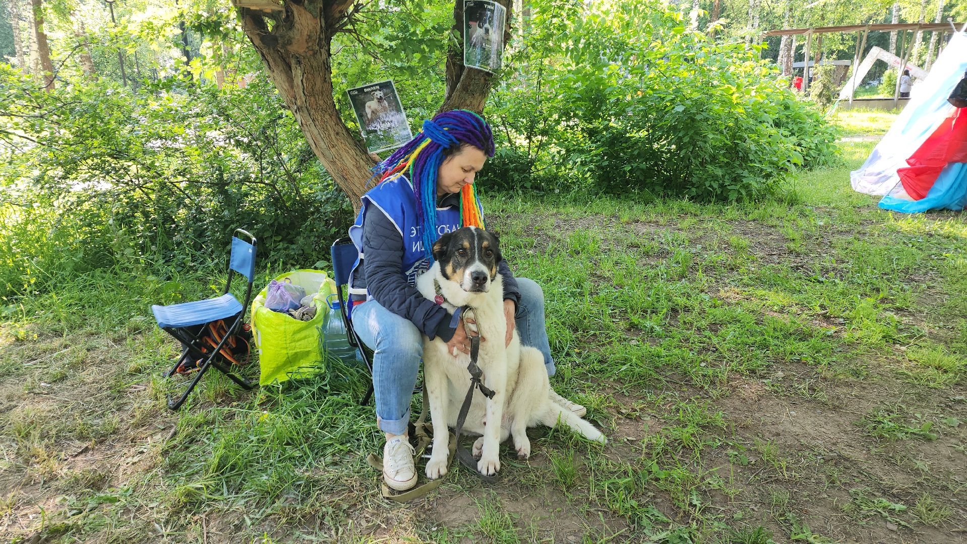 пушкино, пристройство, бездомные животные, кошки, собаки, центральный парк, приют для собак, волонтерская деятельность,