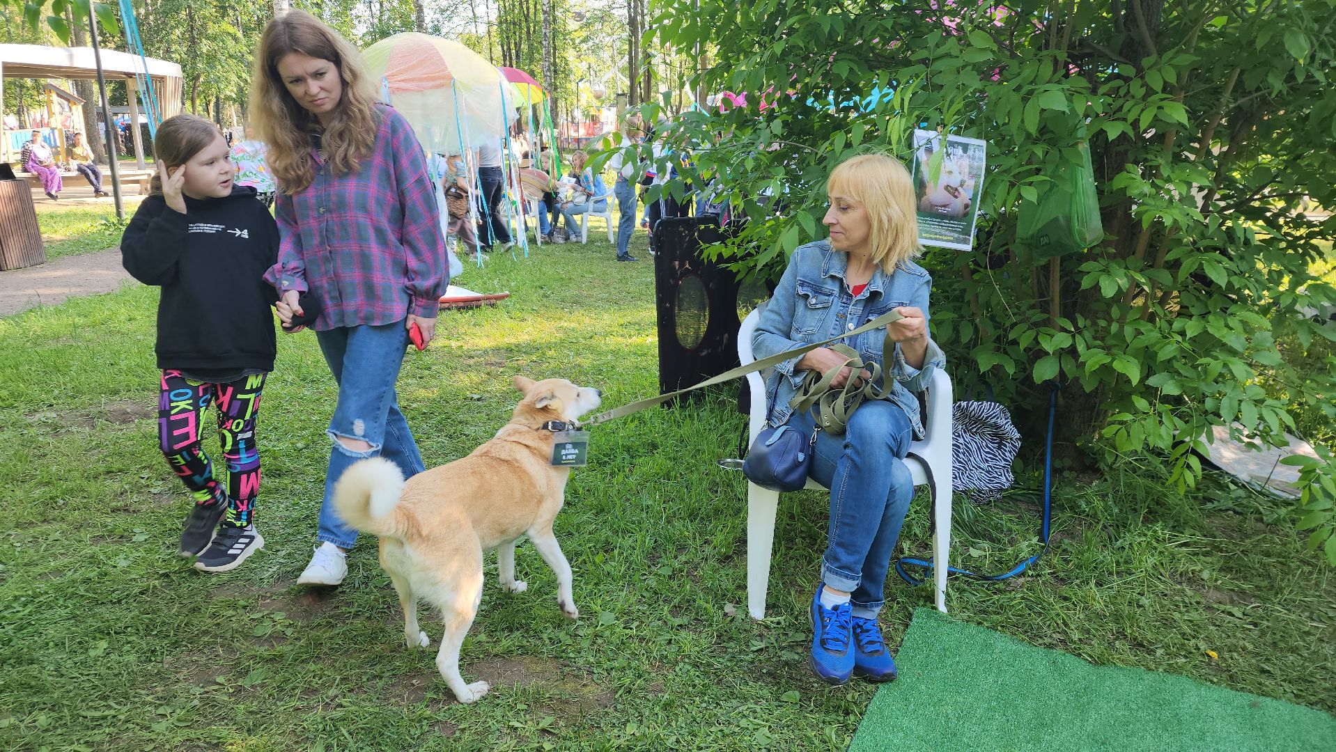 пушкино, пристройство, бездомные животные, кошки, собаки, центральный парк, приют для собак, волонтерская деятельность,