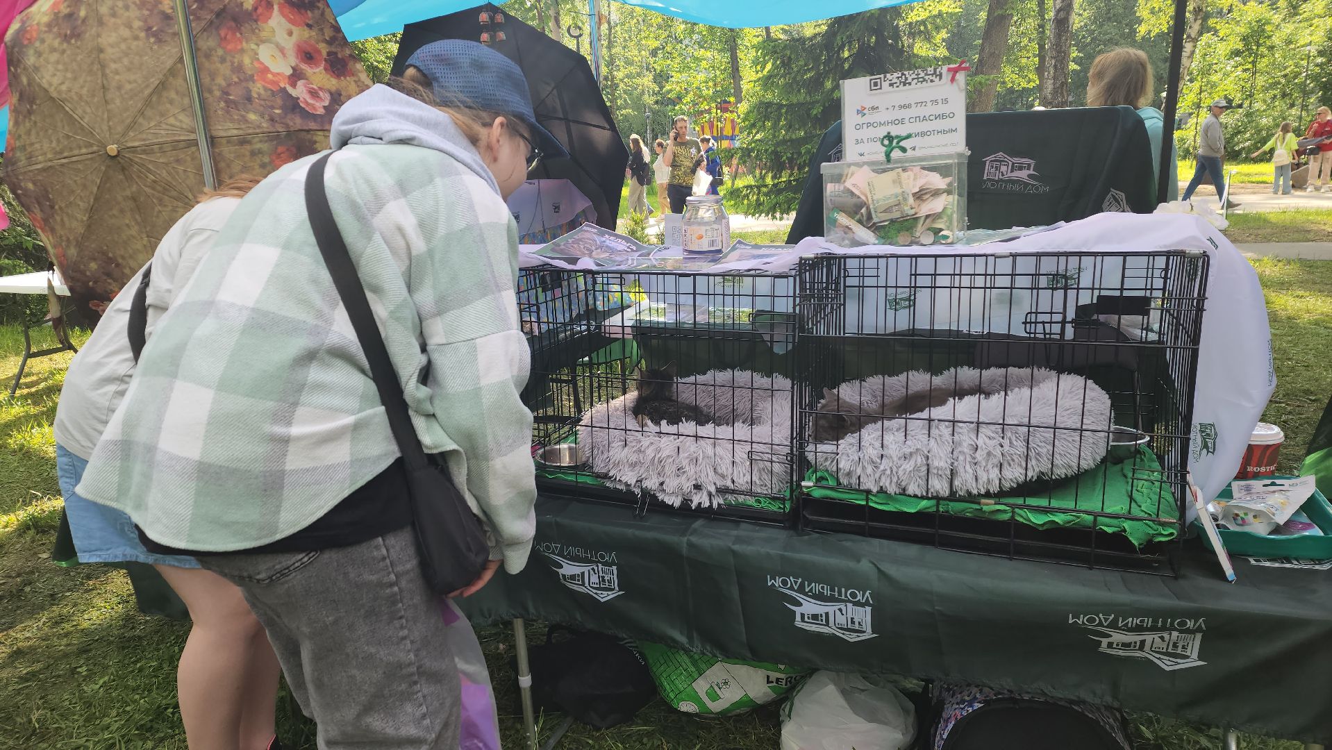пушкино, пристройство, бездомные животные, кошки, собаки, центральный парк, приют для собак, волонтерская деятельность,