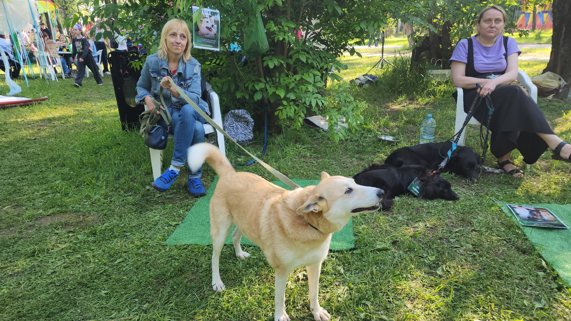 пушкино, пристройство, бездомные животные, кошки, собаки, центральный парк, приют для собак, волонтерская деятельность,