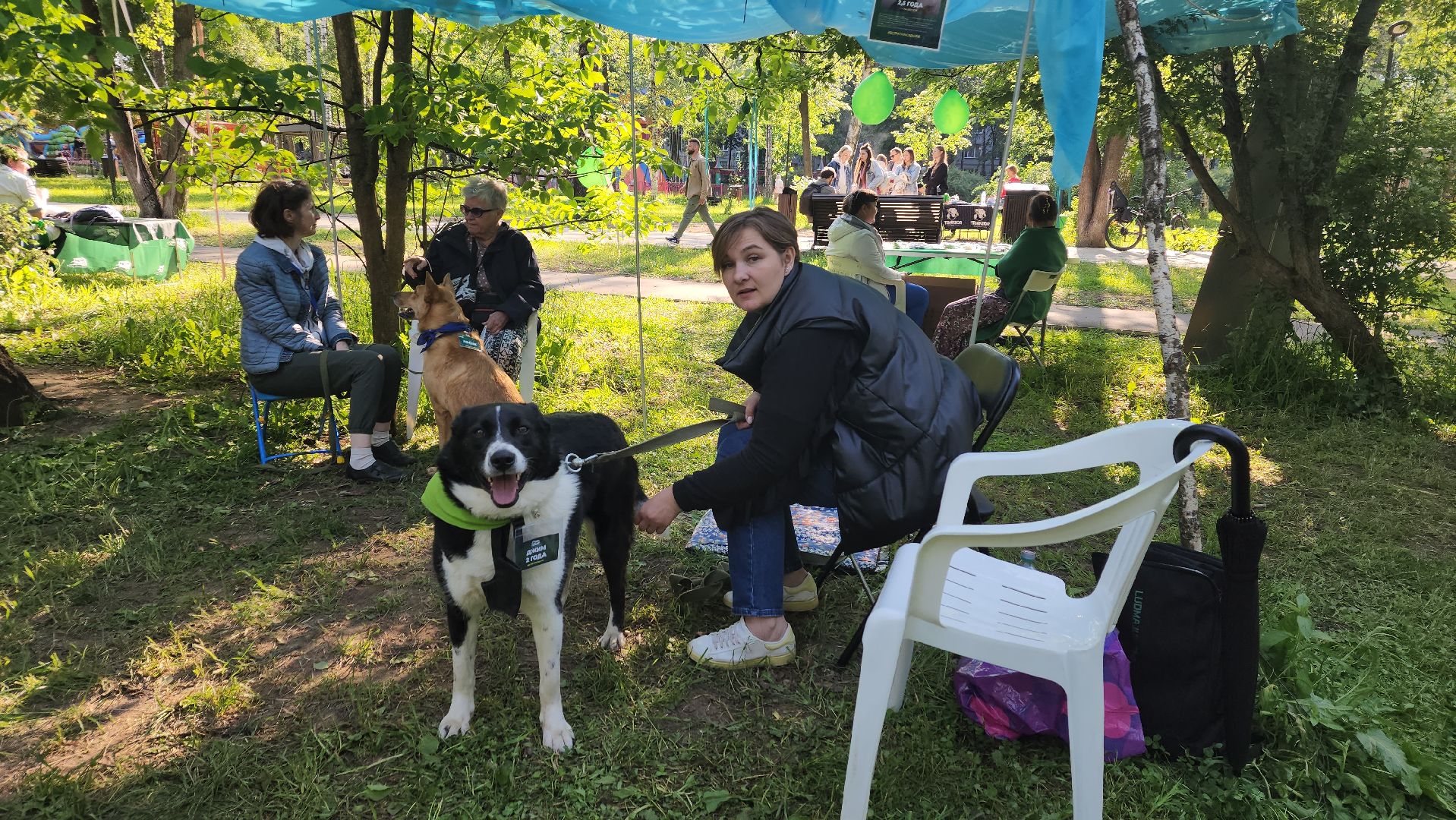пушкино, пристройство, бездомные животные, кошки, собаки, центральный парк, приют для собак, волонтерская деятельность,