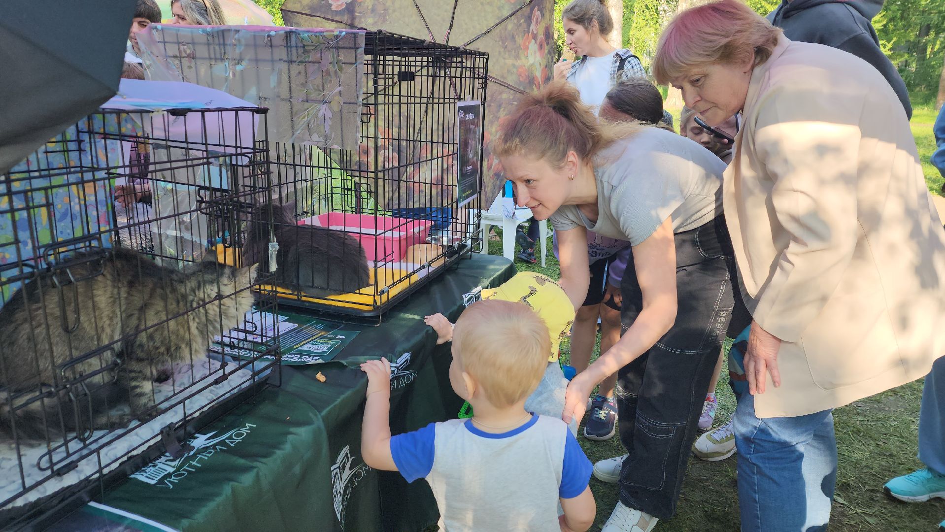 пушкино, пристройство, бездомные животные, кошки, собаки, центральный парк, приют для собак, волонтерская деятельность,
