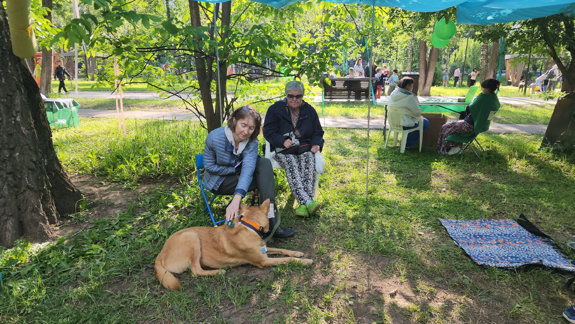 пушкино, пристройство, бездомные животные, кошки, собаки, центральный парк, приют для собак, волонтерская деятельность,