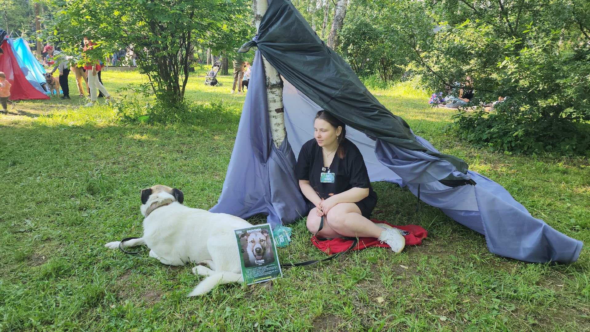 пушкино, пристройство, бездомные животные, кошки, собаки, центральный парк, приют для собак, волонтерская деятельность,