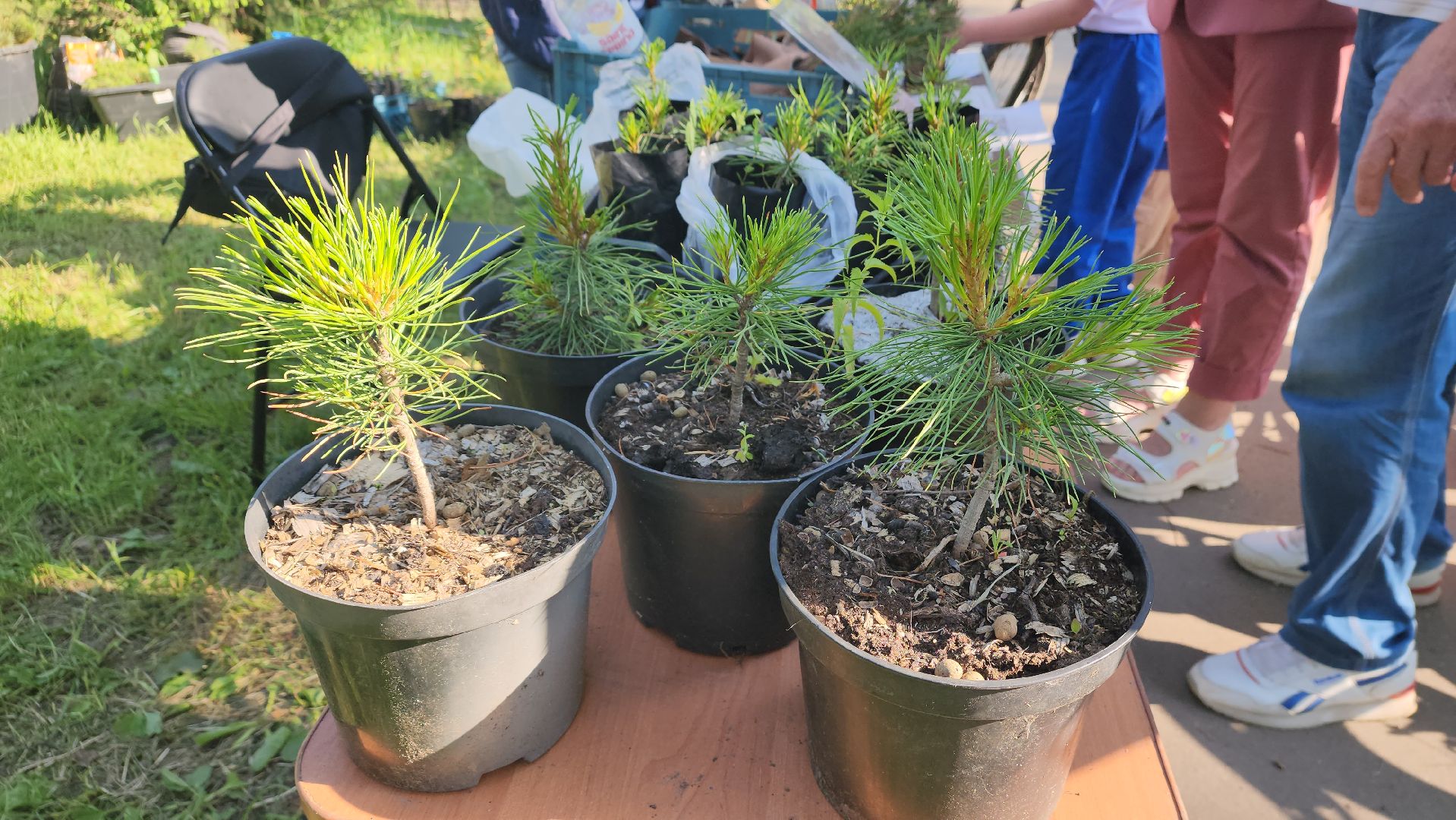 пушкино, пристройство, бездомные животные, кошки, собаки, центральный парк, приют для собак, волонтерская деятельность,