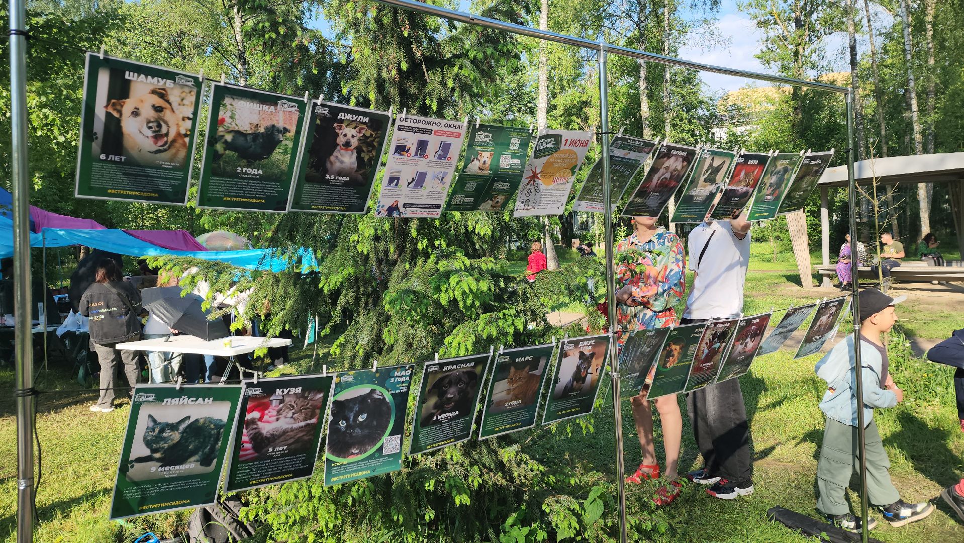 пушкино, пристройство, бездомные животные, кошки, собаки, центральный парк, приют для собак, волонтерская деятельность,