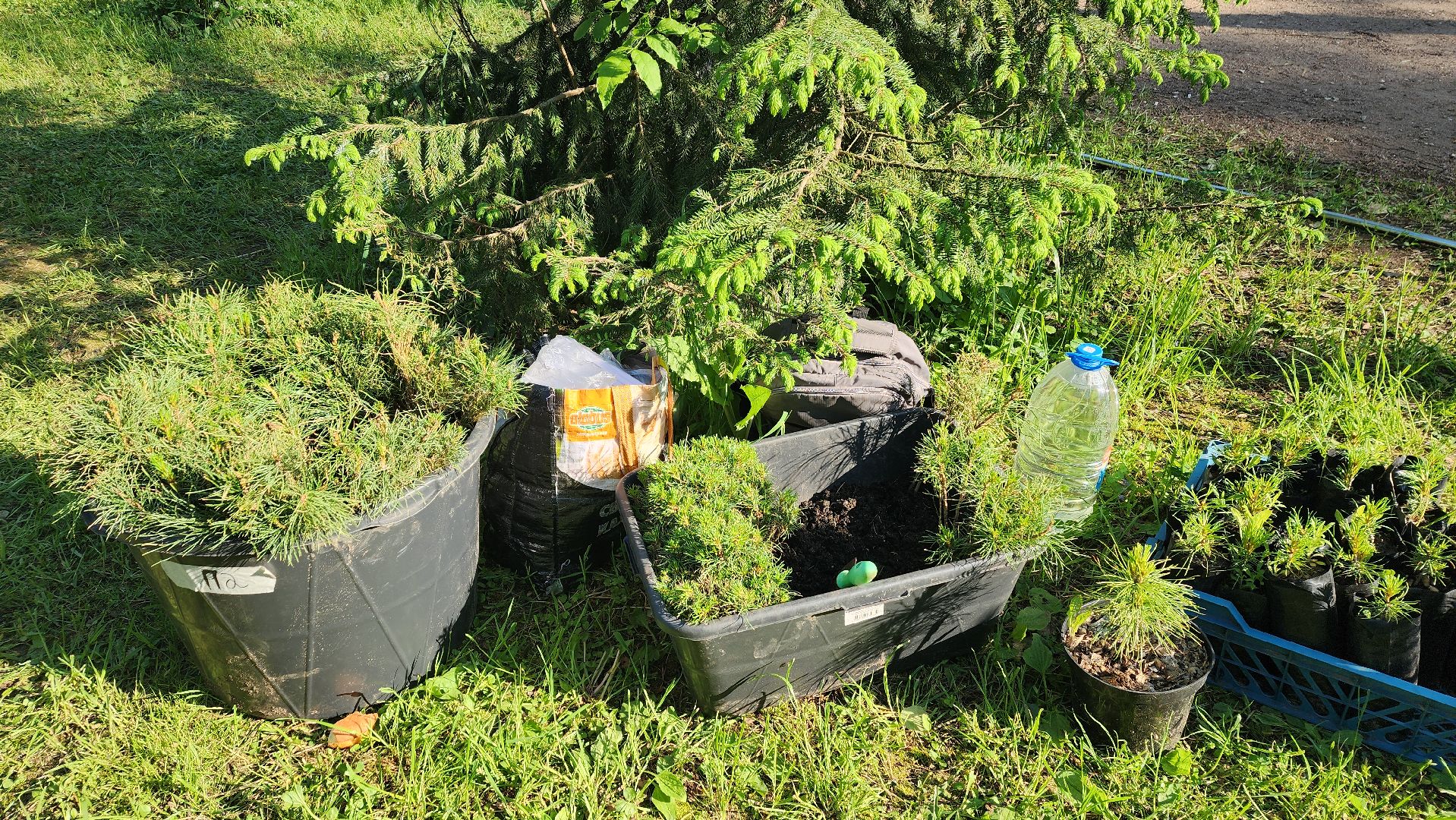 пушкино, пристройство, бездомные животные, кошки, собаки, центральный парк, приют для собак, волонтерская деятельность,