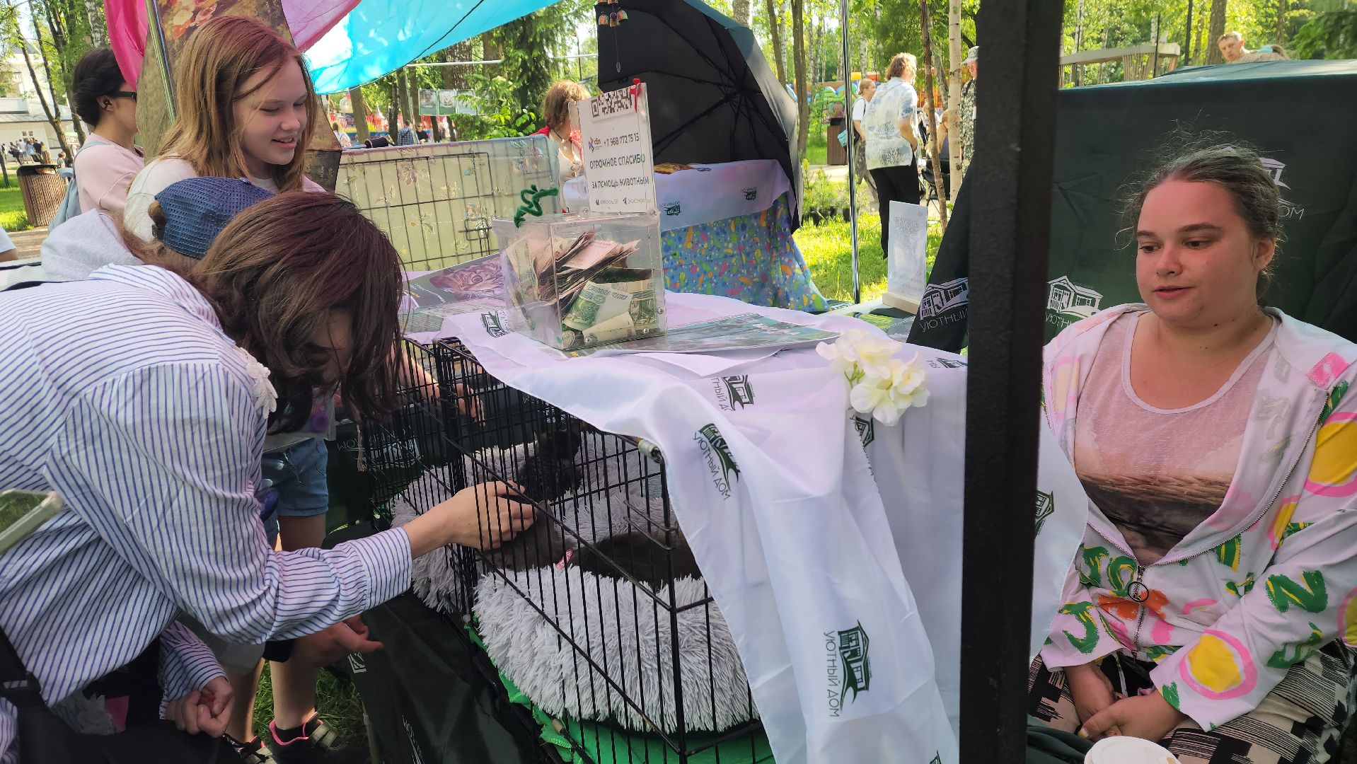 пушкино, пристройство, бездомные животные, кошки, собаки, центральный парк, приют для собак, волонтерская деятельность,