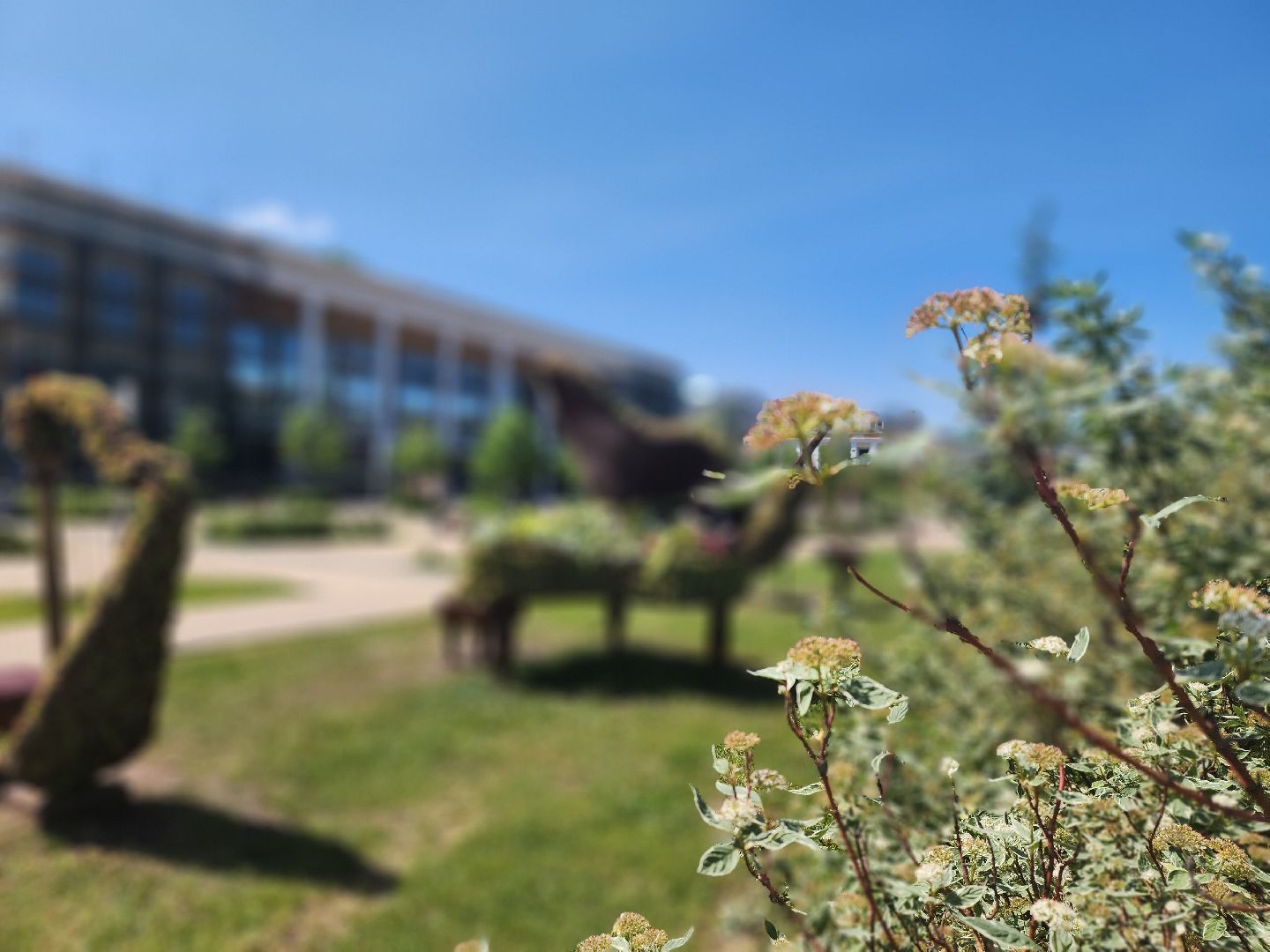 королёв, благоустройство в королеве, необычные фигуры,