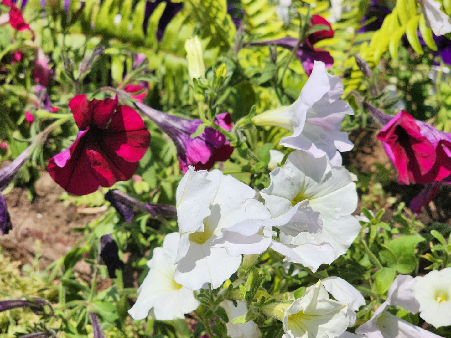 королёв, благоустройство в королеве, необычные фигуры,