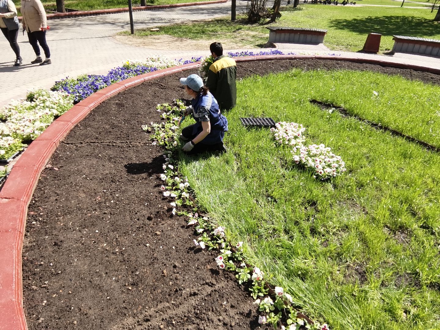 Балашиха, благоустройство, Благоустройство Балашиха, фиалки, однолетние растения, многолетние растения, озеленение, цветы, газоны, клумбы, вазоны, кашпо
