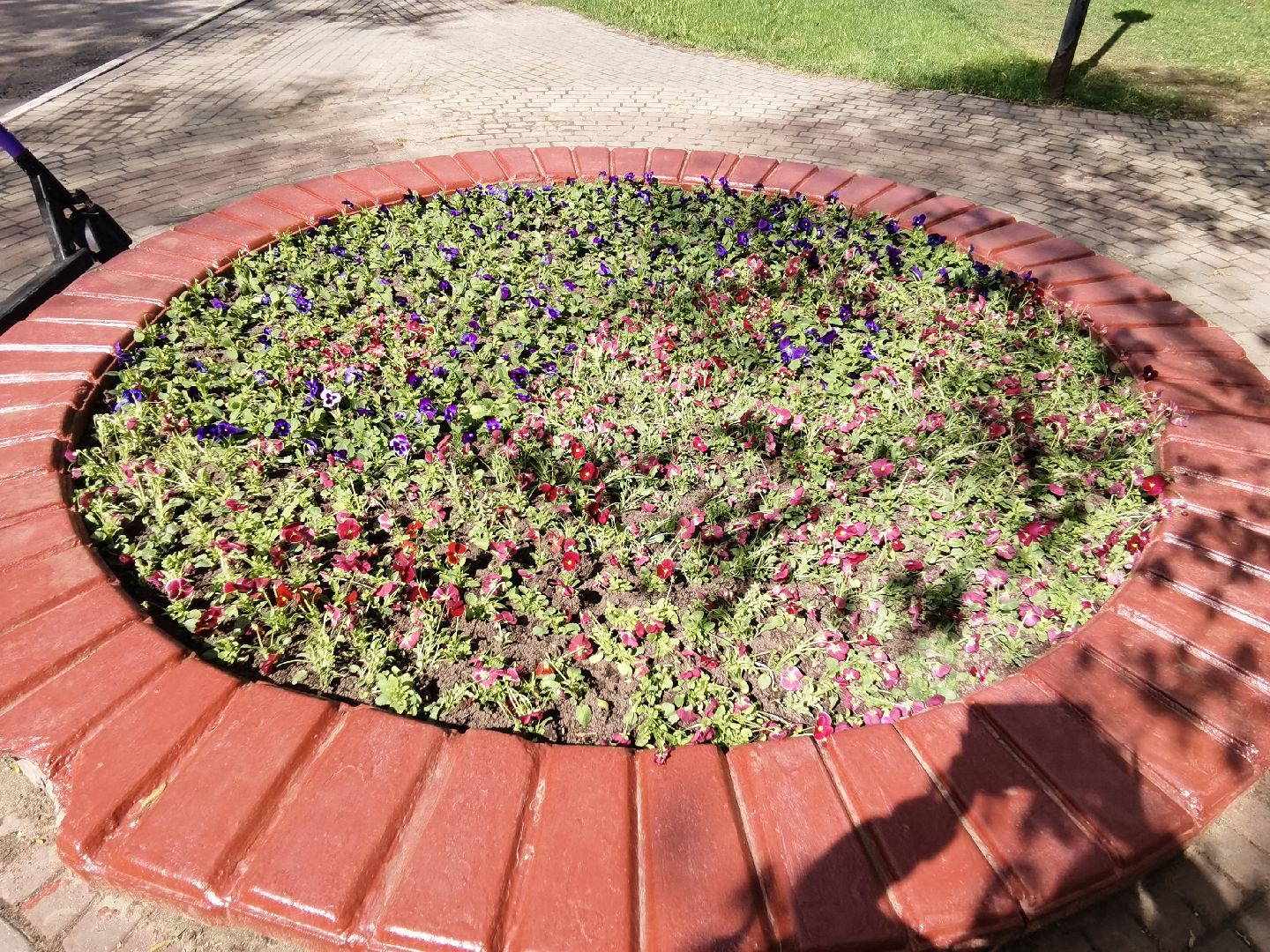 Балашиха, благоустройство, Благоустройство Балашиха, фиалки, однолетние растения, многолетние растения, озеленение, цветы, газоны, клумбы, вазоны, кашпо