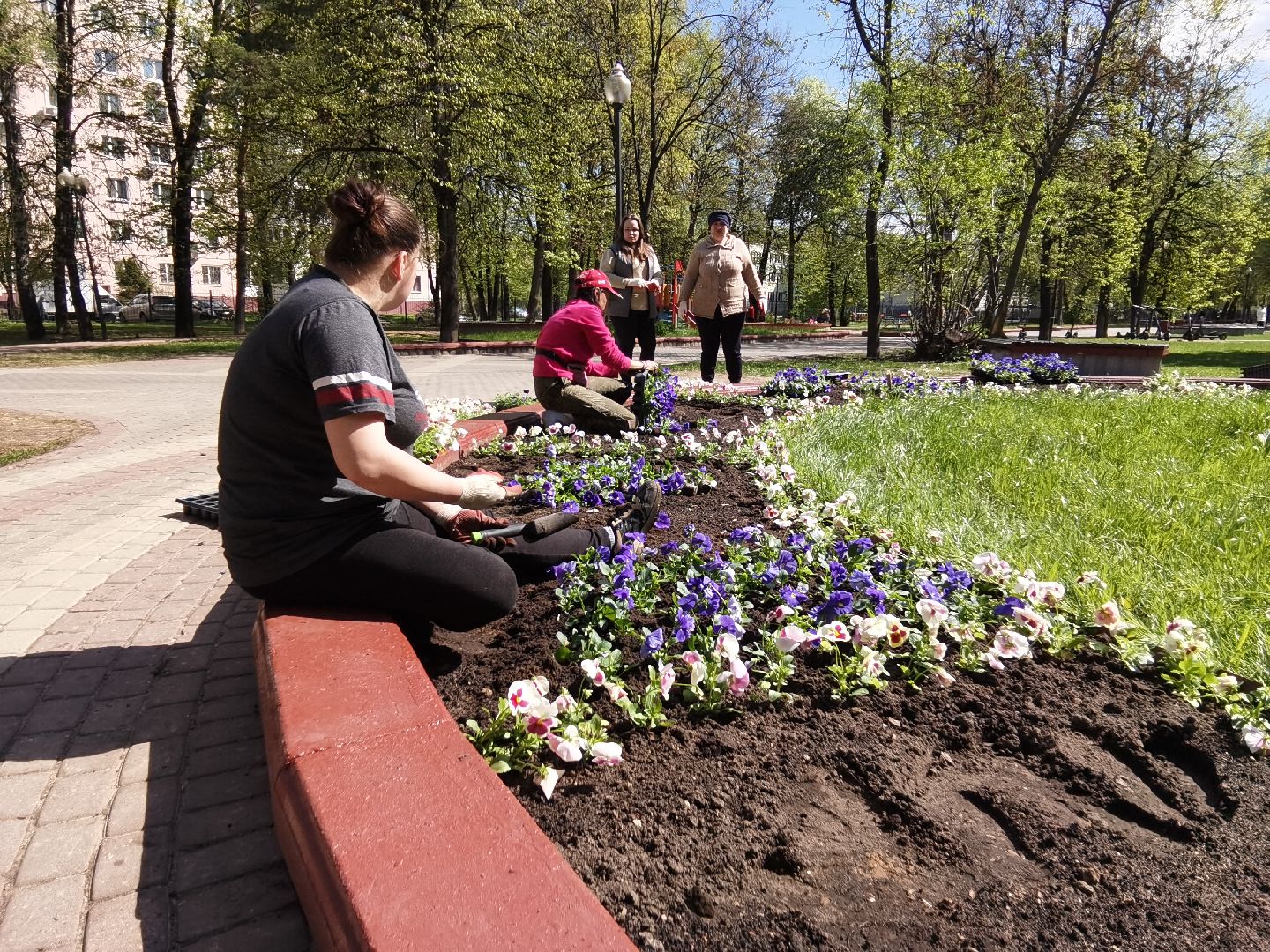 Балашиха, благоустройство, Благоустройство Балашиха, фиалки, однолетние растения, многолетние растения, озеленение, цветы, газоны, клумбы, вазоны, кашпо