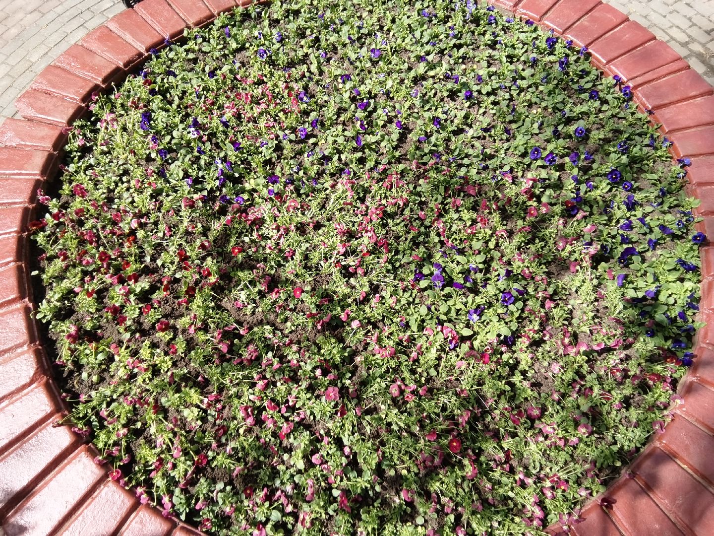 Балашиха, благоустройство, Благоустройство Балашиха, фиалки, однолетние растения, многолетние растения, озеленение, цветы, газоны, клумбы, вазоны, кашпо