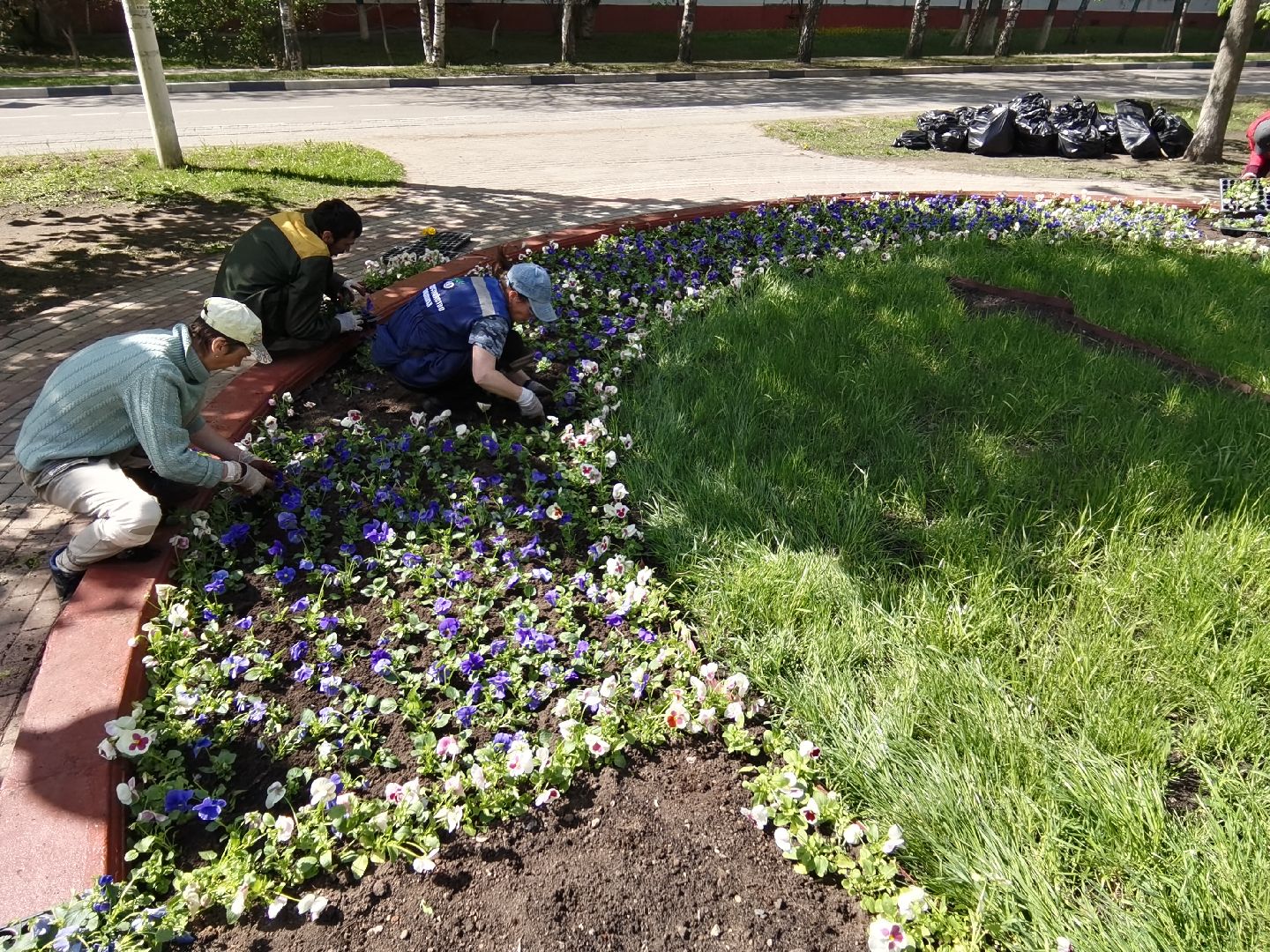 Балашиха, благоустройство, Благоустройство Балашиха, фиалки, однолетние растения, многолетние растения, озеленение, цветы, газоны, клумбы, вазоны, кашпо