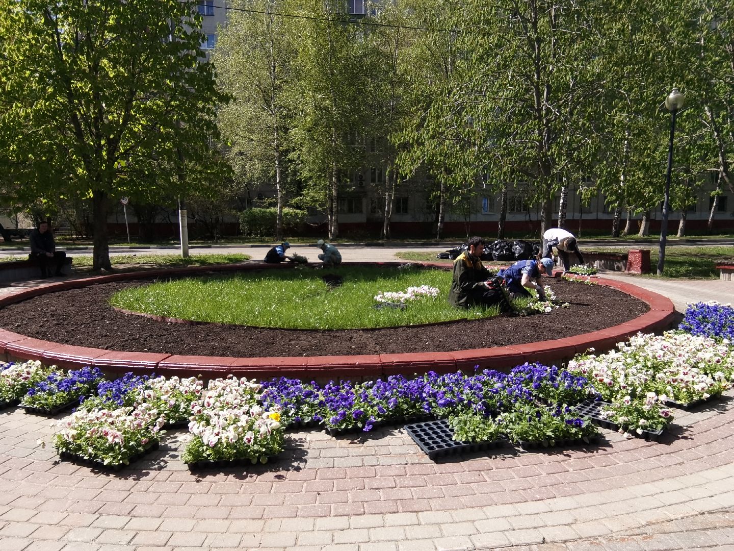 Балашиха, благоустройство, Благоустройство Балашиха, фиалки, однолетние растения, многолетние растения, озеленение, цветы, газоны, клумбы, вазоны, кашпо