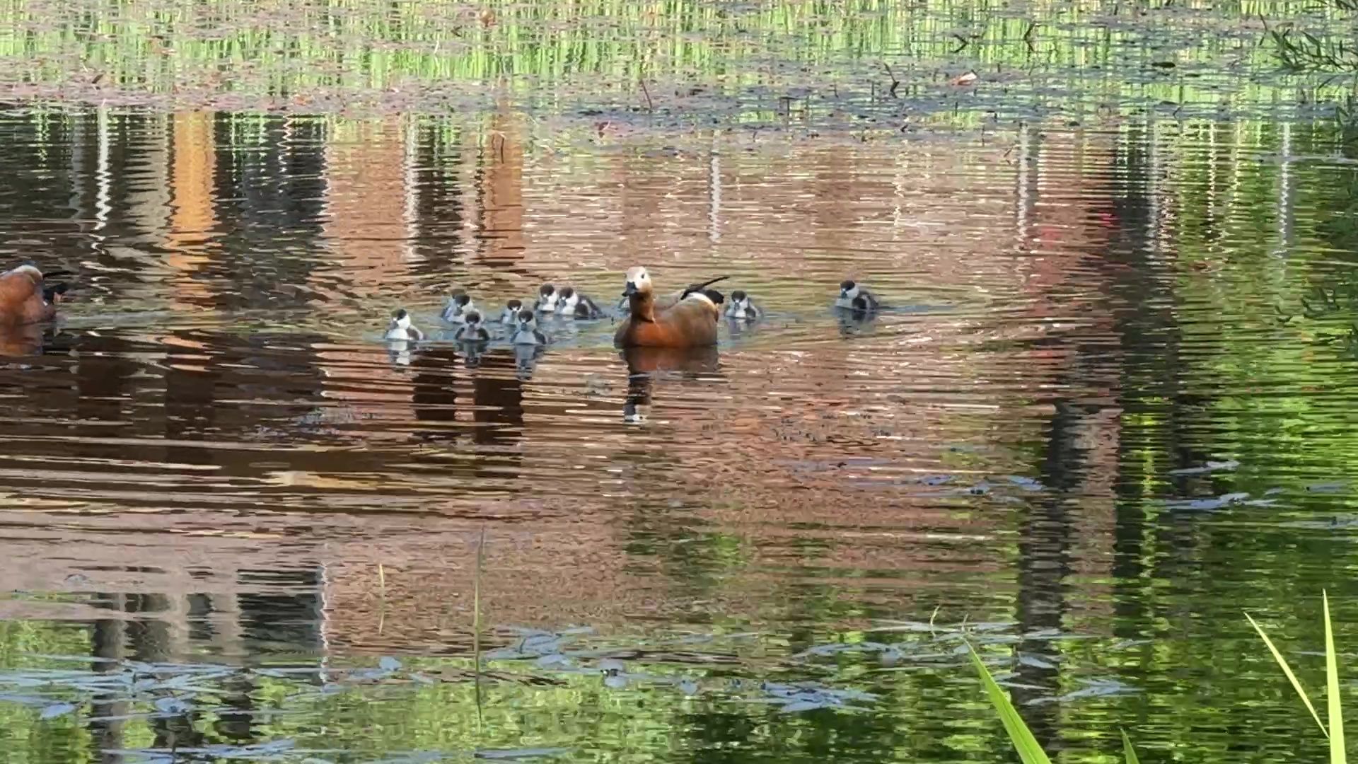 реутов, парк, фабричный пруд, купальный сезон,