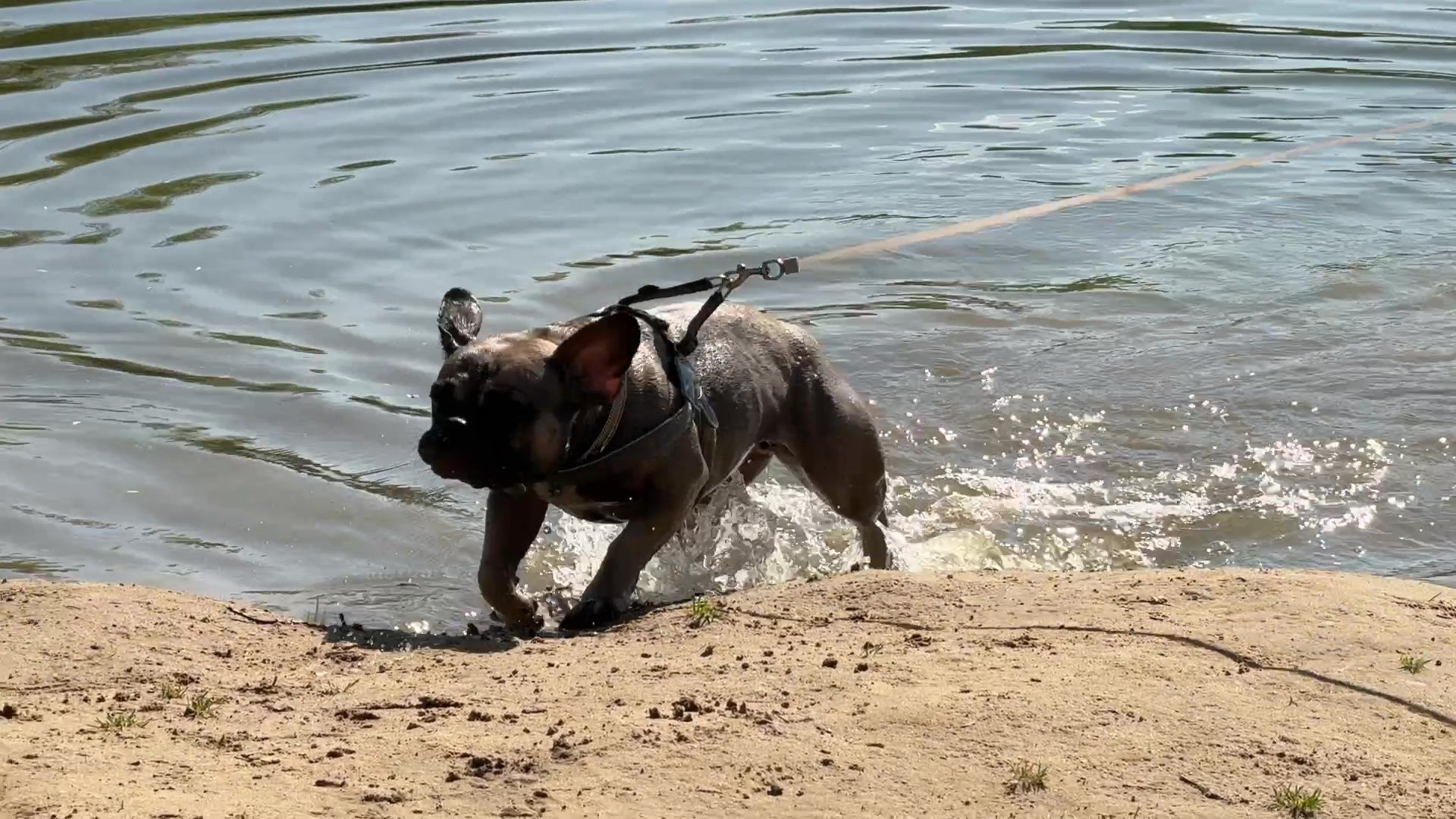 реутов, парк, фабричный пруд, купальный сезон,