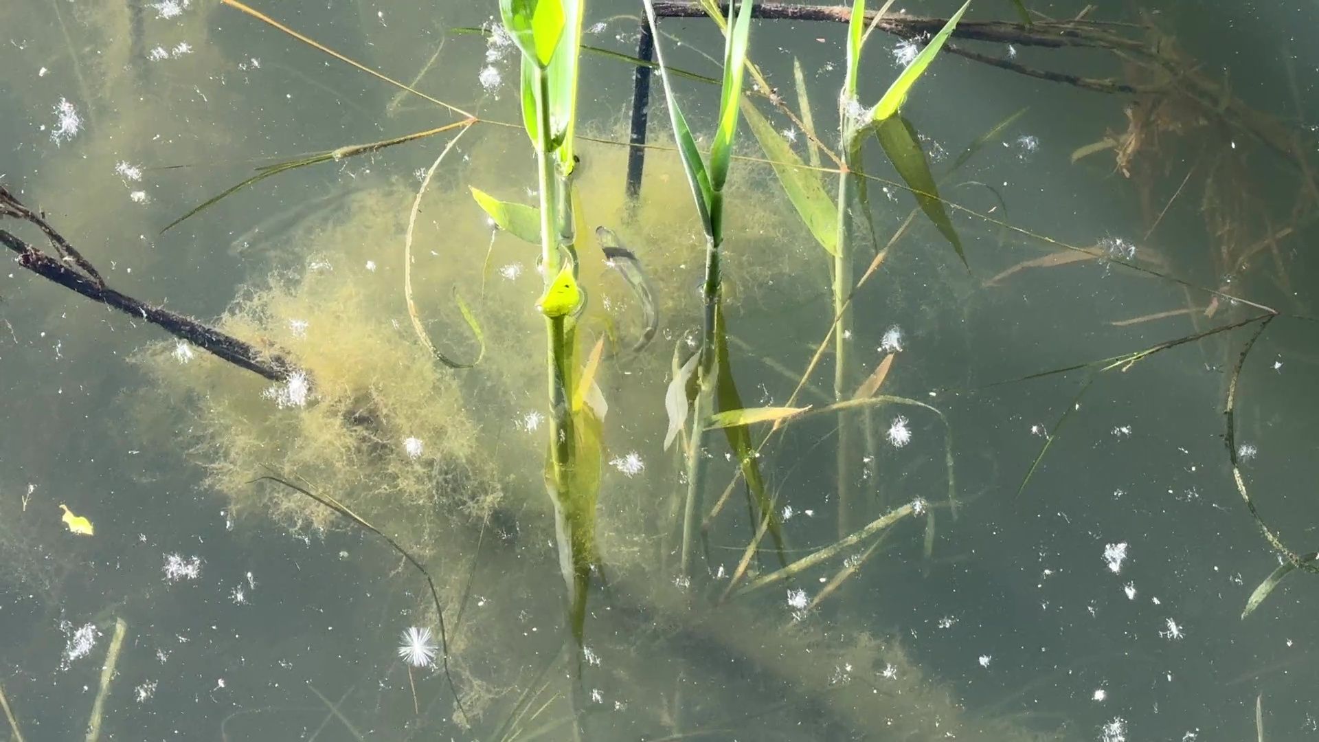 реутов, парк, фабричный пруд, купальный сезон,