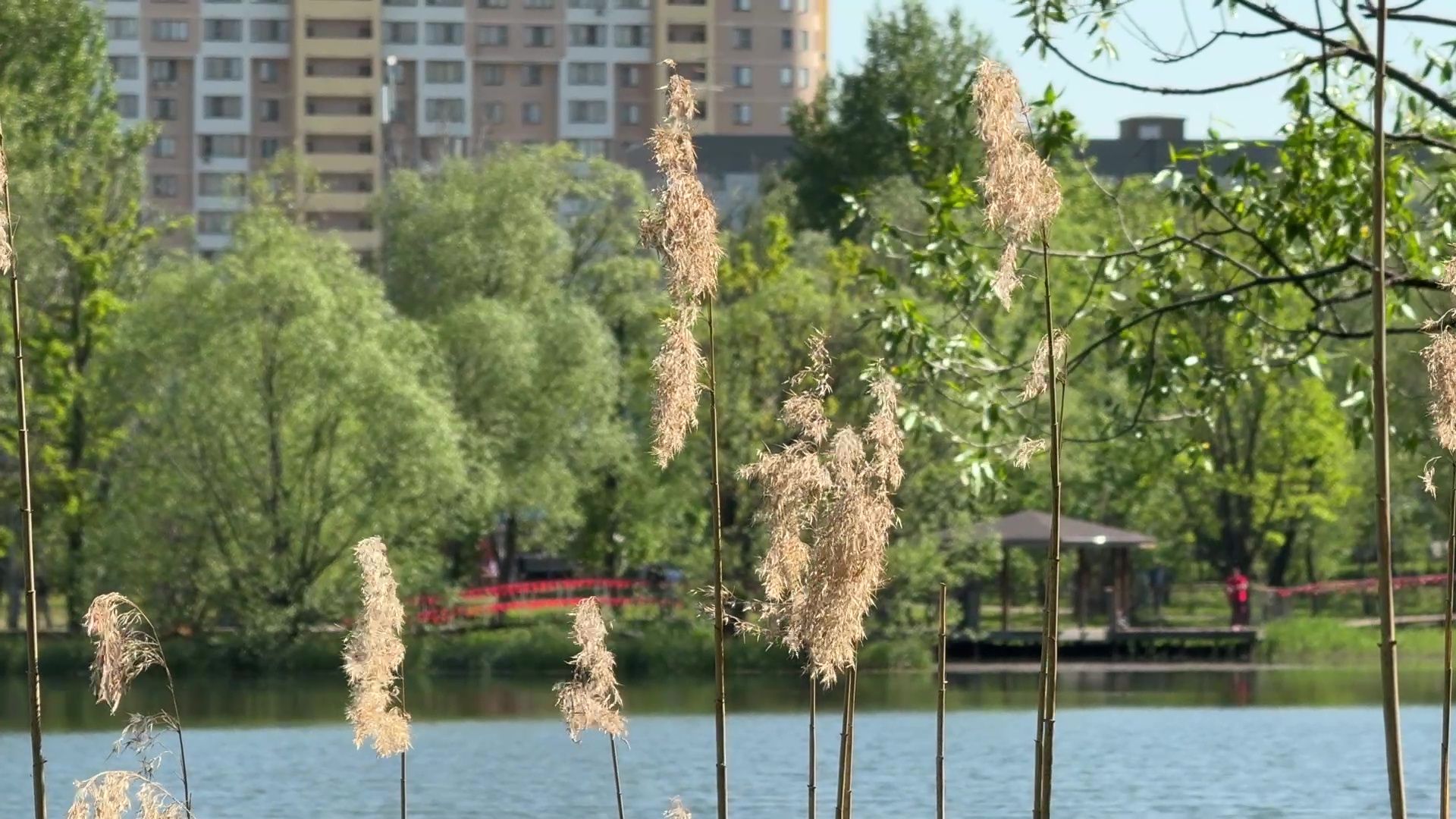 реутов, парк, фабричный пруд, купальный сезон,