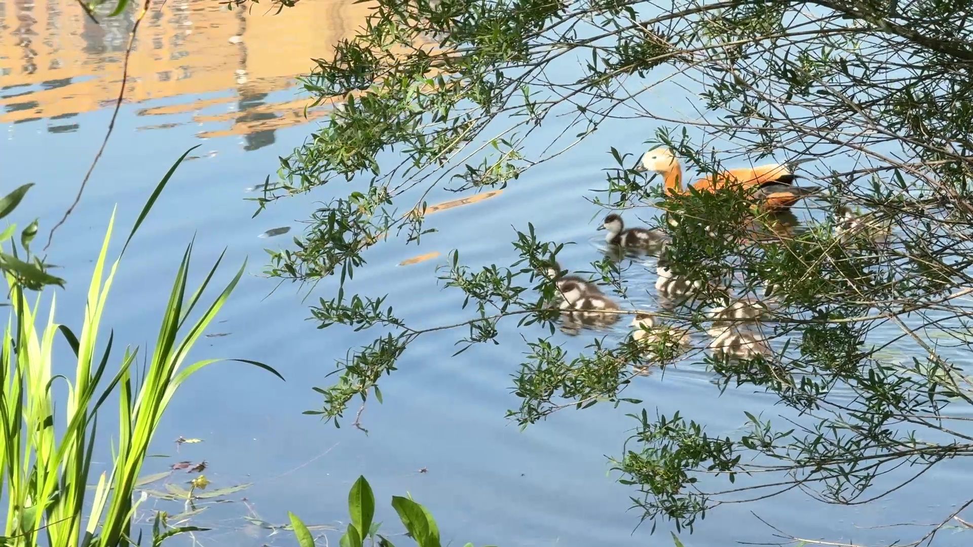 реутов, парк, фабричный пруд, купальный сезон,