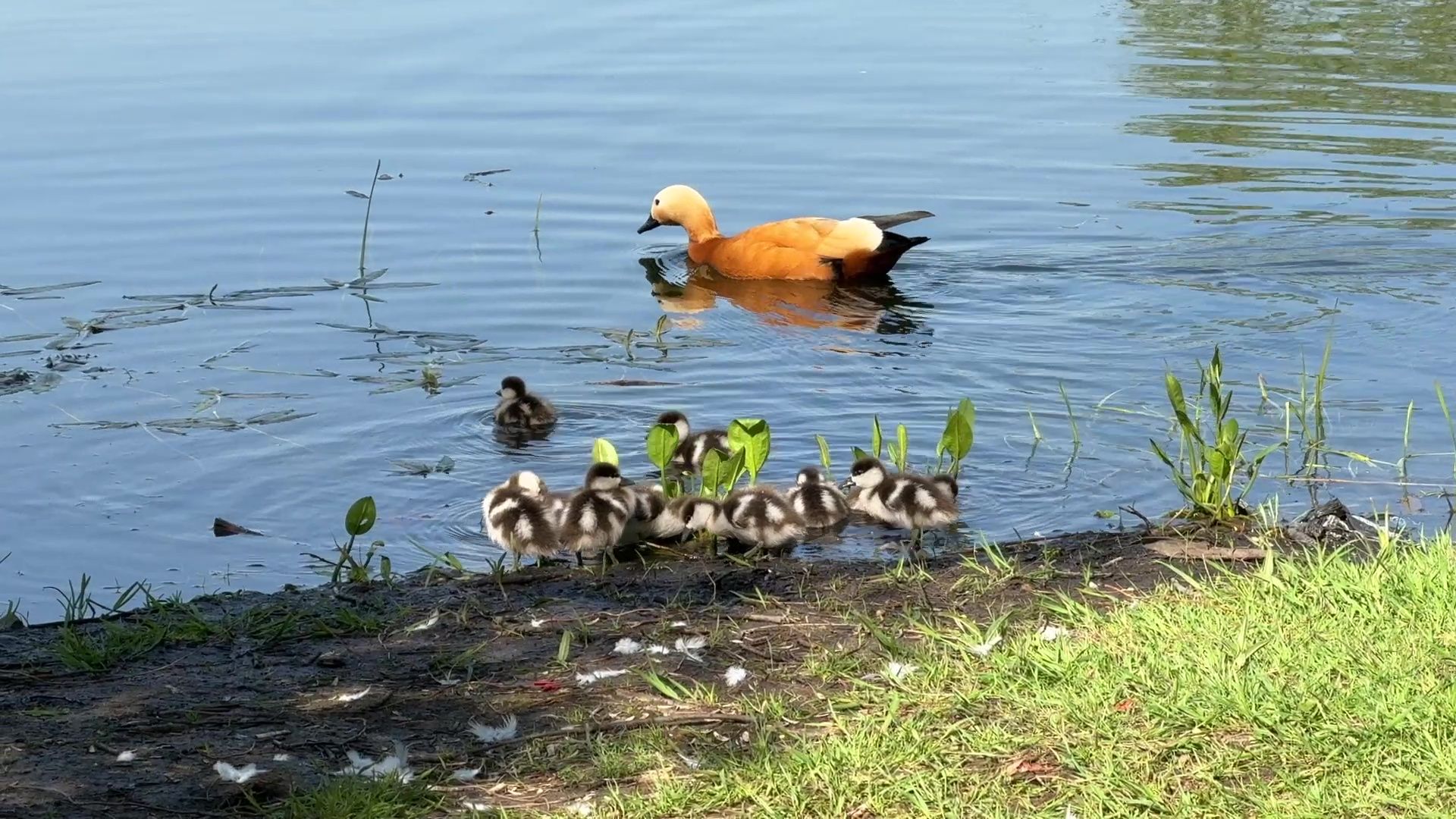 реутов, парк, фабричный пруд, купальный сезон,