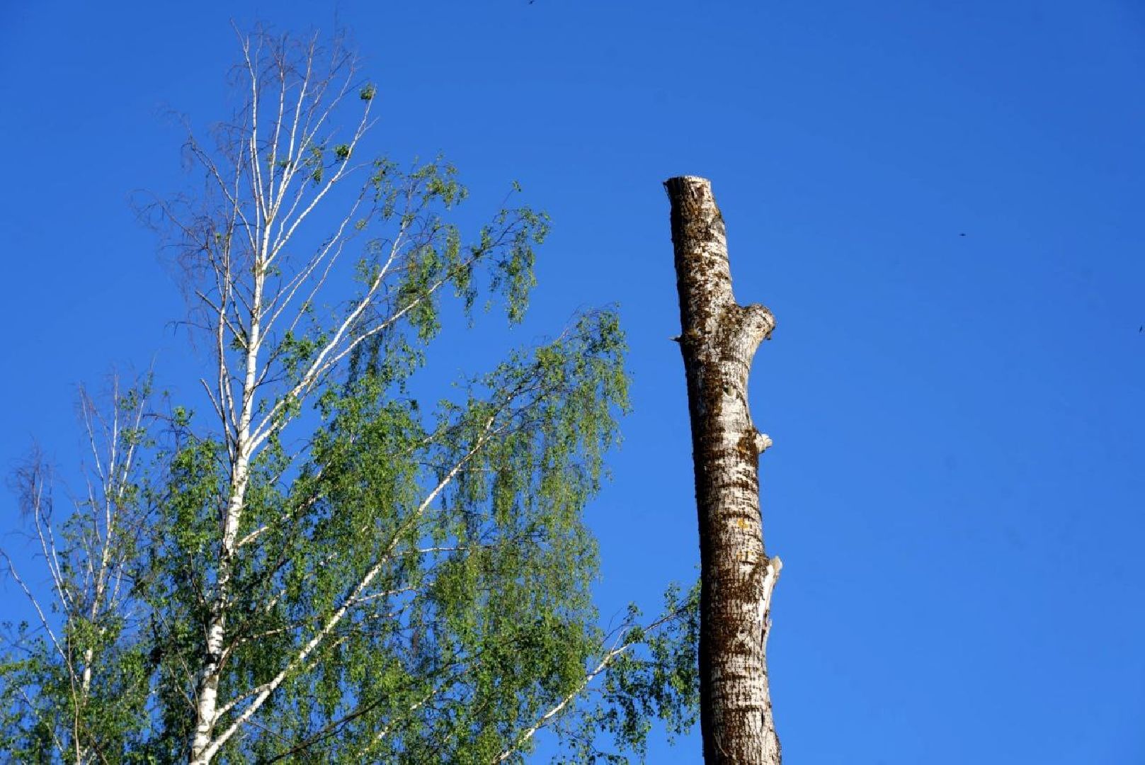 благоустройство , сергиев посад, сергиево-посадский городской округ, жители , диалог с властью ,