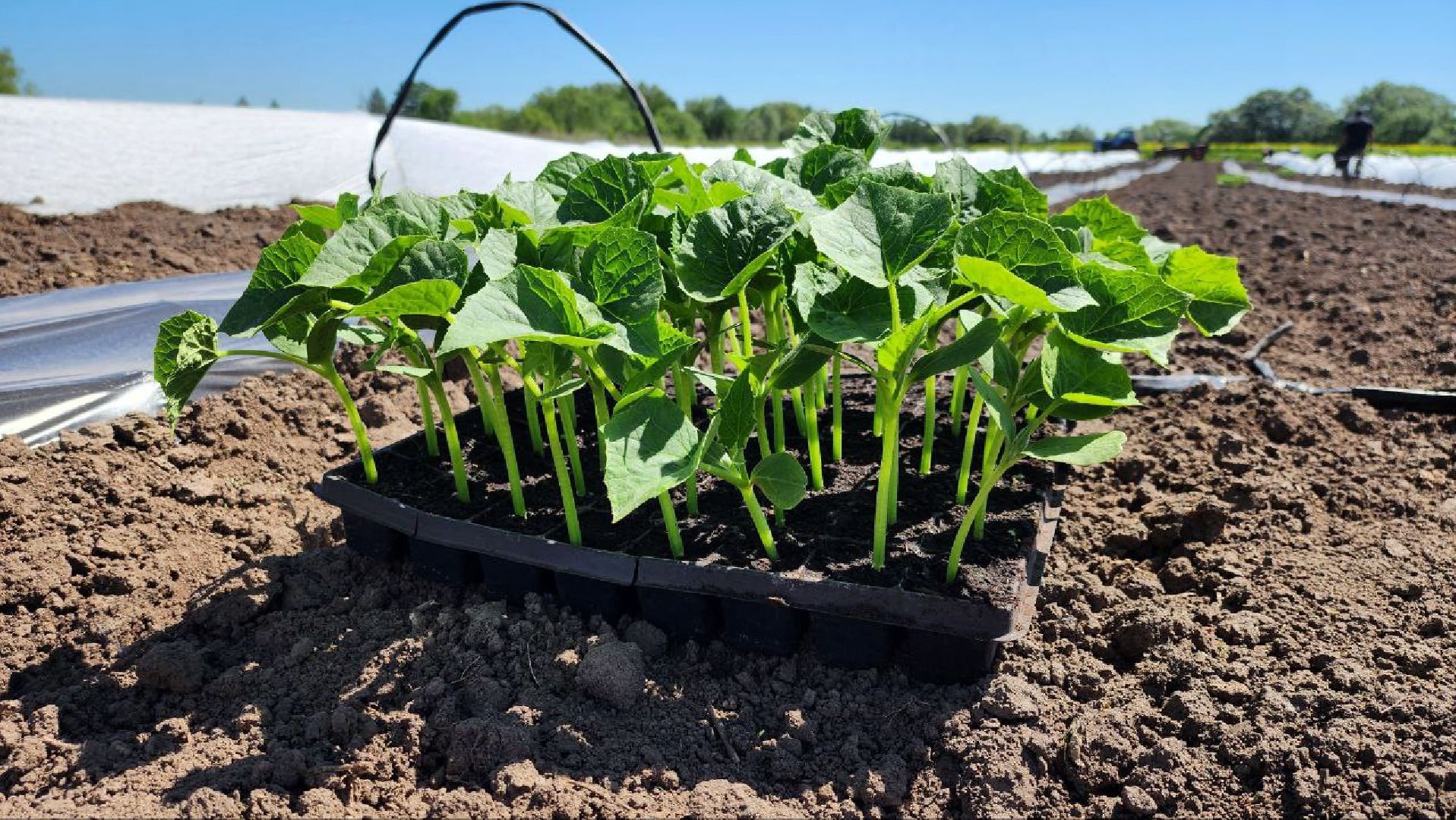 Агрогрант #Господдержка #РазвитиеСельскогоХозяйства , Луховицы,