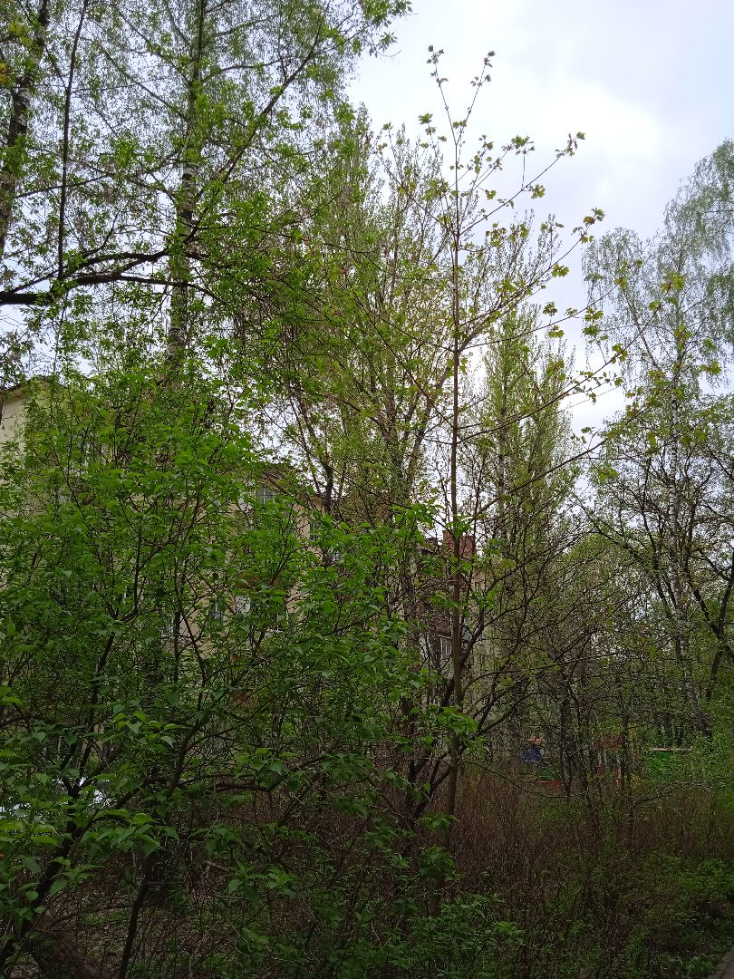 отопительный, сезон, возобновлён, похолодание, Жуковский