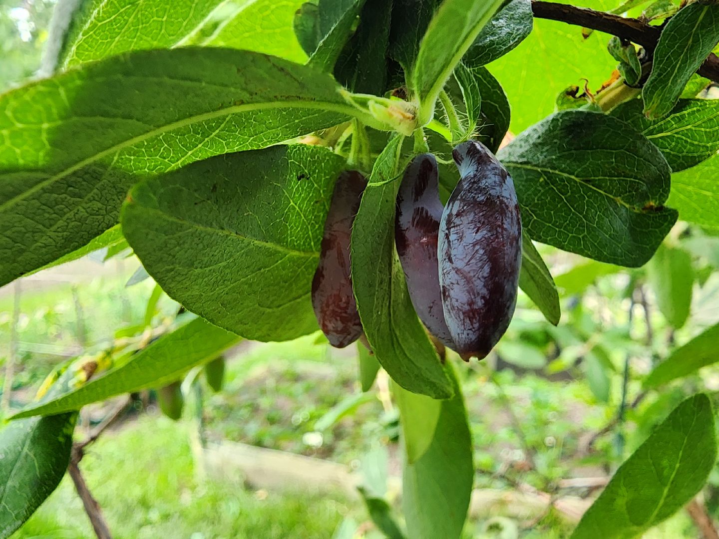садоводство, садовые культуры, жимолость, приусадебный участок, богородский городской округ,