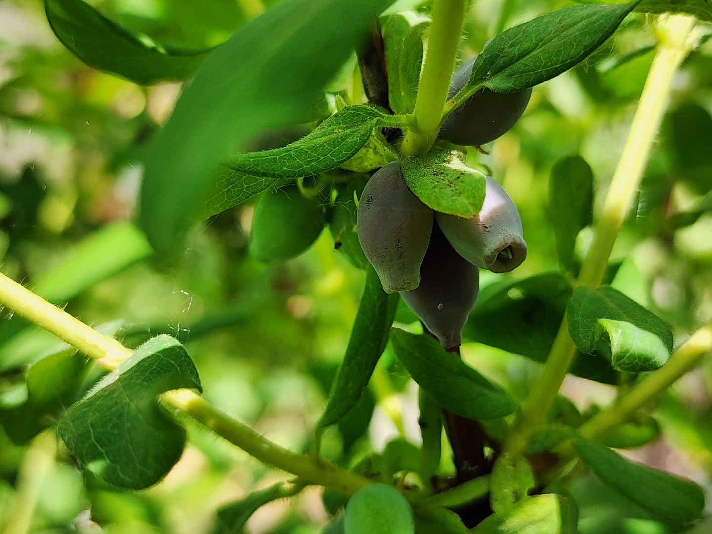 садоводство, садовые культуры, жимолость, приусадебный участок, богородский городской округ,