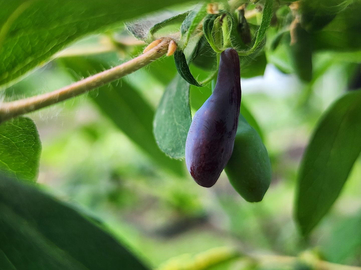 садоводство, садовые культуры, жимолость, приусадебный участок, богородский городской округ,