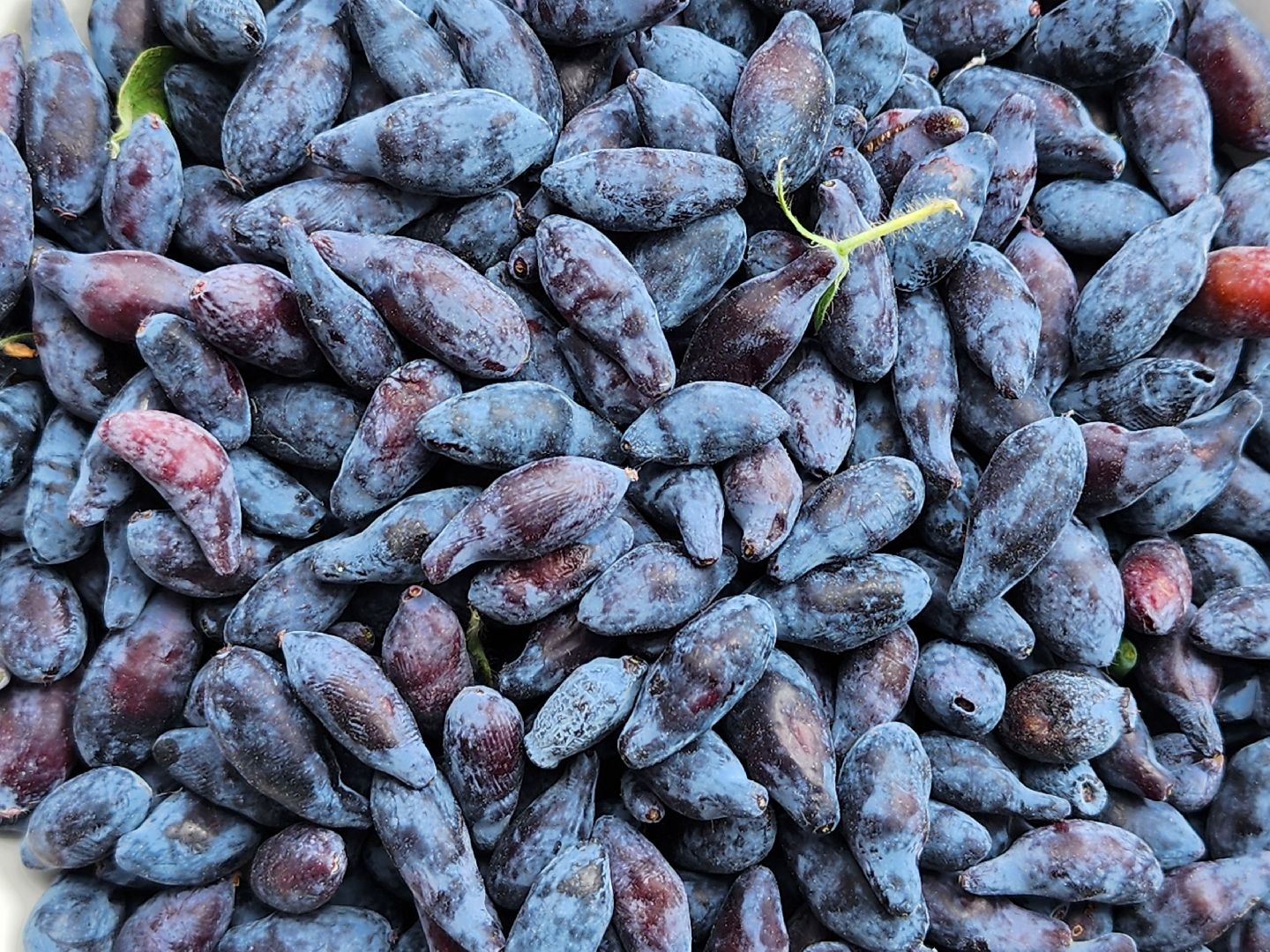 садоводство, садовые культуры, жимолость, приусадебный участок, богородский городской округ,