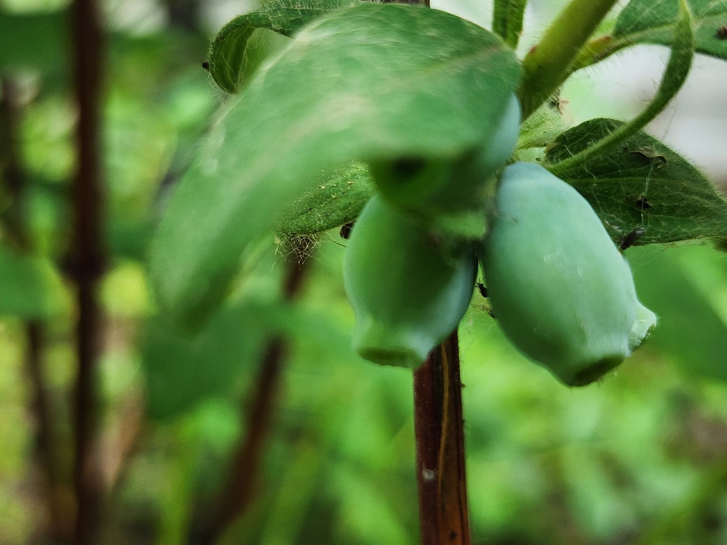 садоводство, садовые культуры, жимолость, приусадебный участок, богородский городской округ,