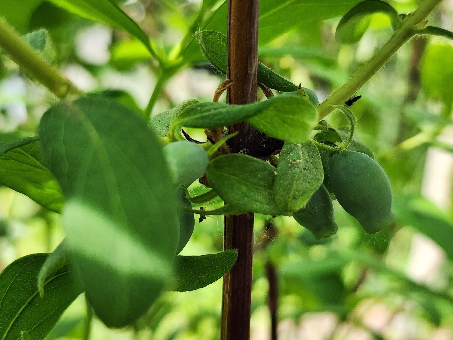 садоводство, садовые культуры, жимолость, приусадебный участок, богородский городской округ,