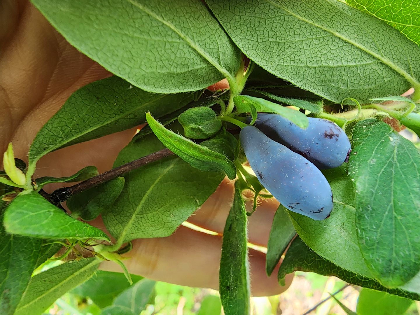 садоводство, садовые культуры, жимолость, приусадебный участок, богородский городской округ,