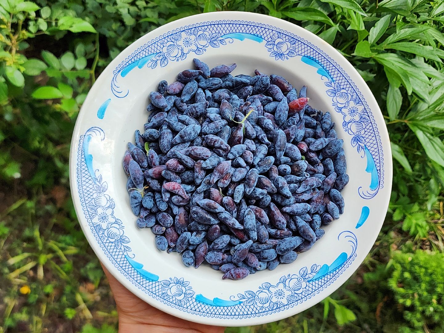 садоводство, садовые культуры, жимолость, приусадебный участок, богородский городской округ,