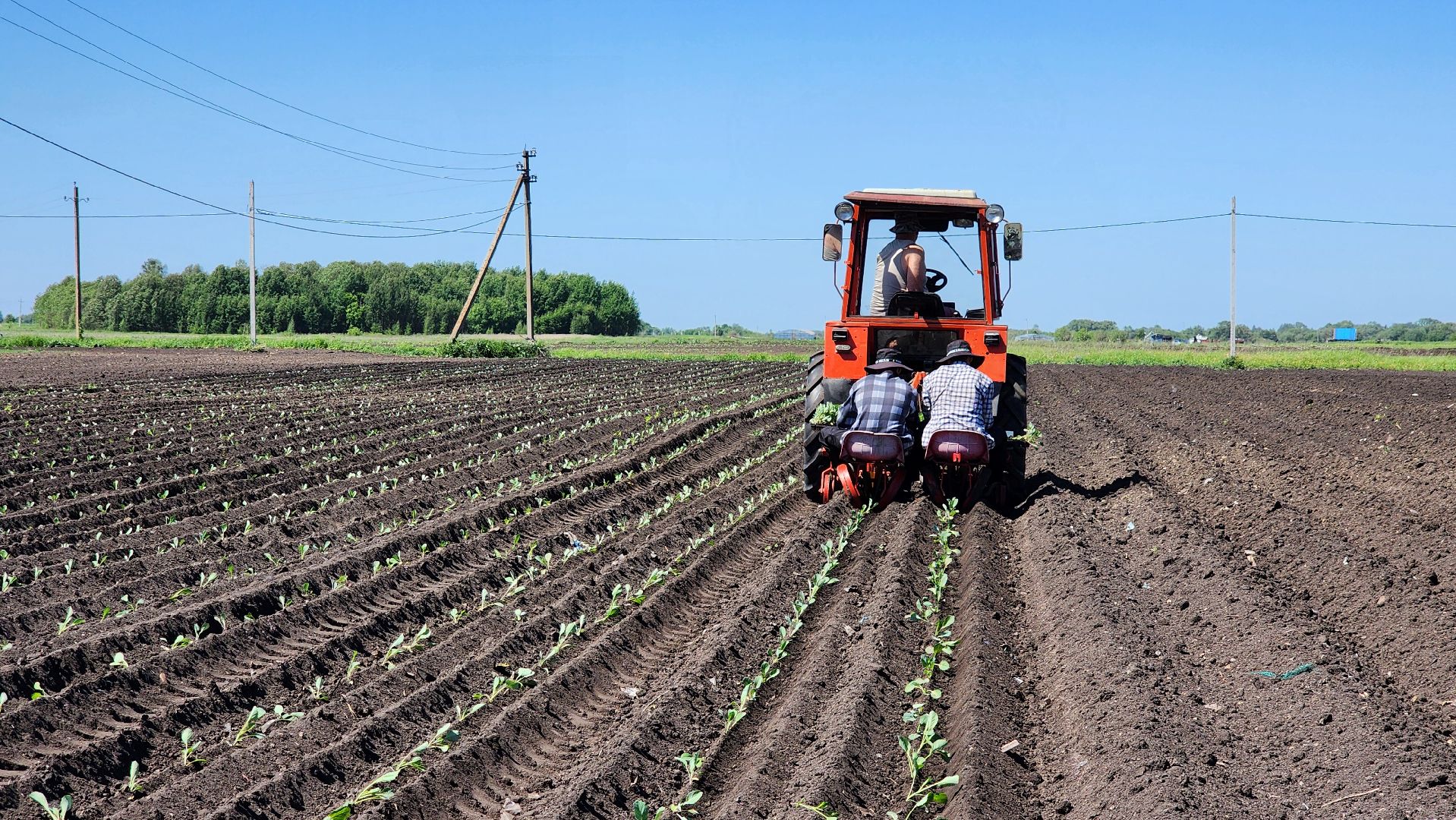 луховицы, сельское хозяйство, фермерское хозяйство,