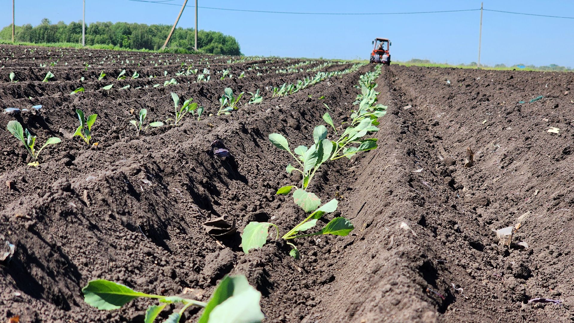луховицы, сельское хозяйство, фермерское хозяйство,