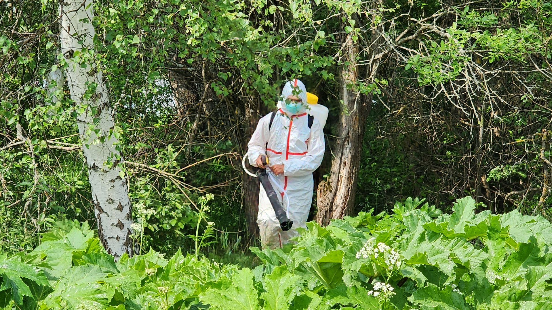 истра, экология, борщевик,