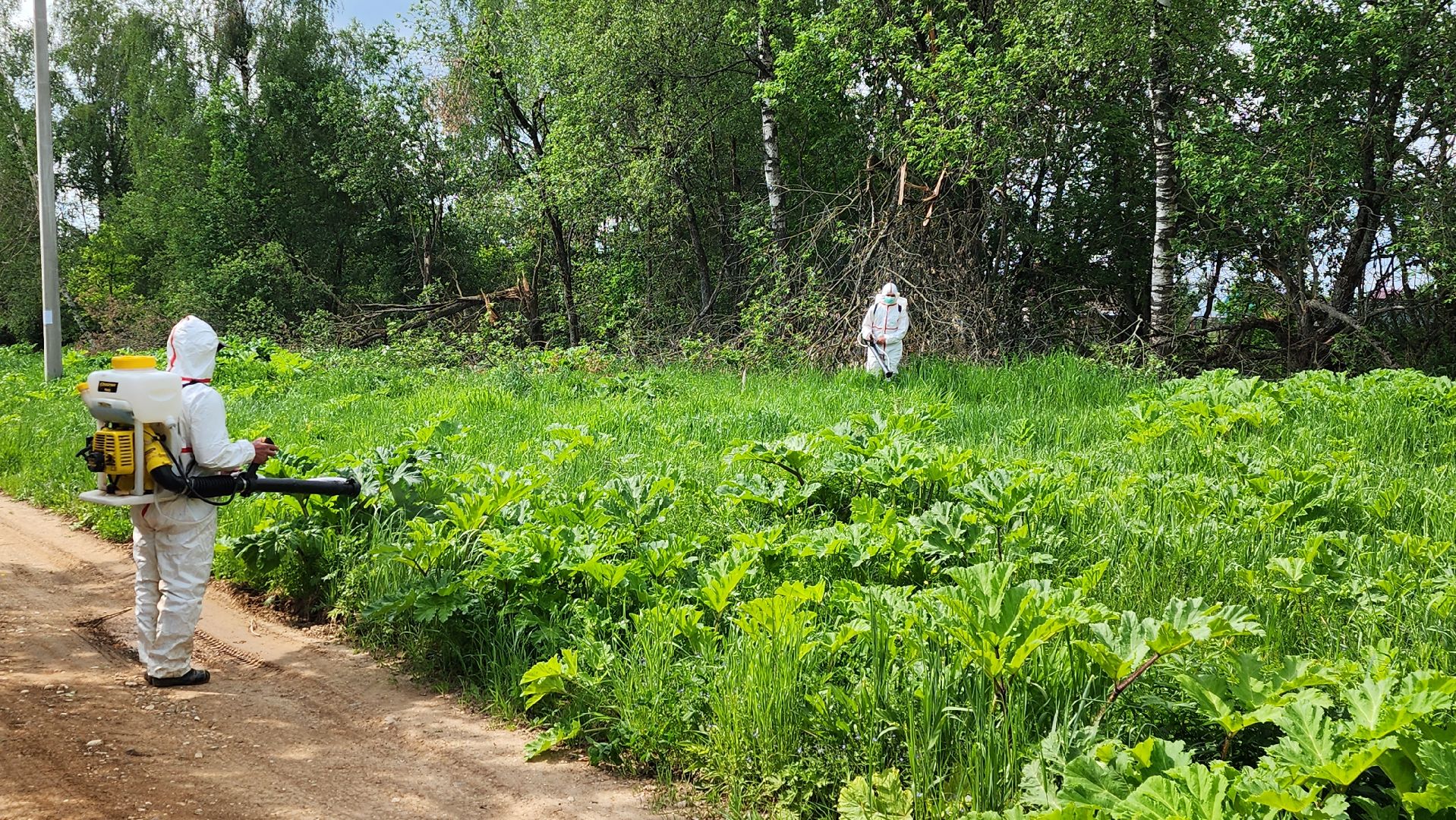 истра, экология, борщевик,