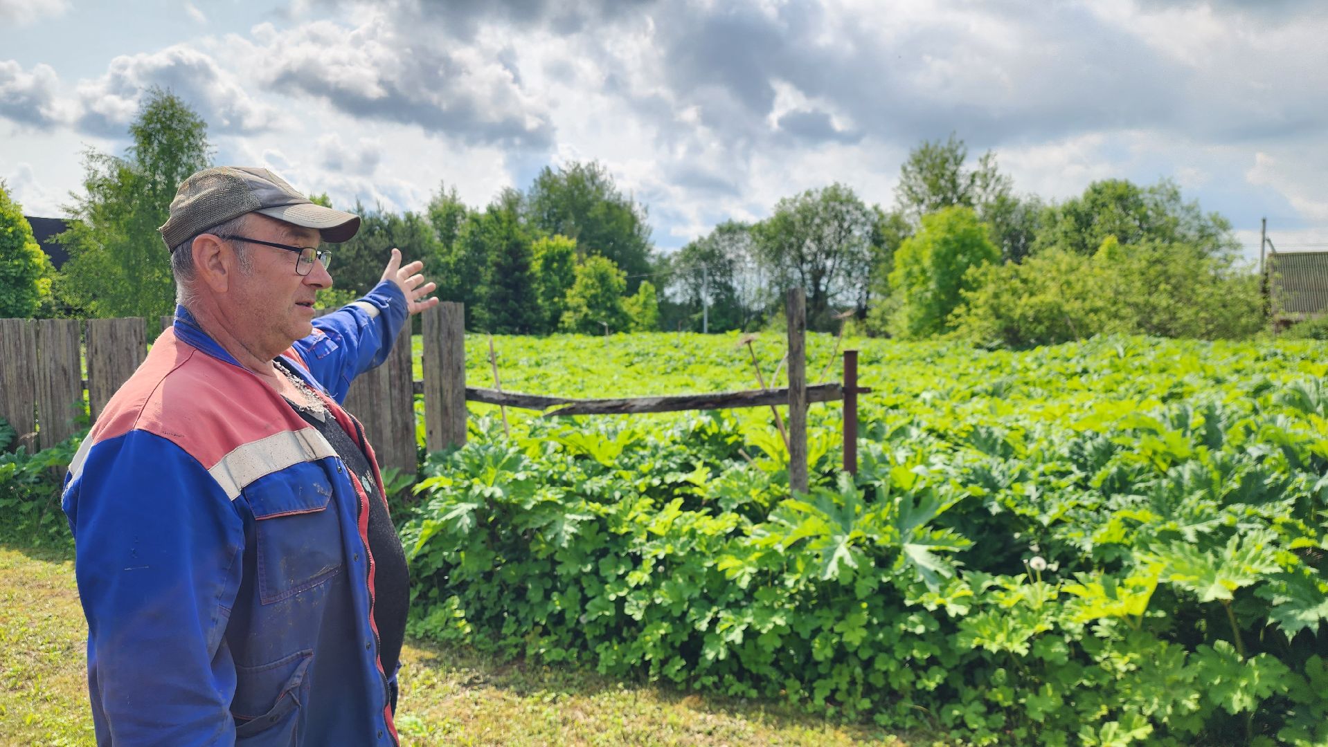истра, экология, борщевик,