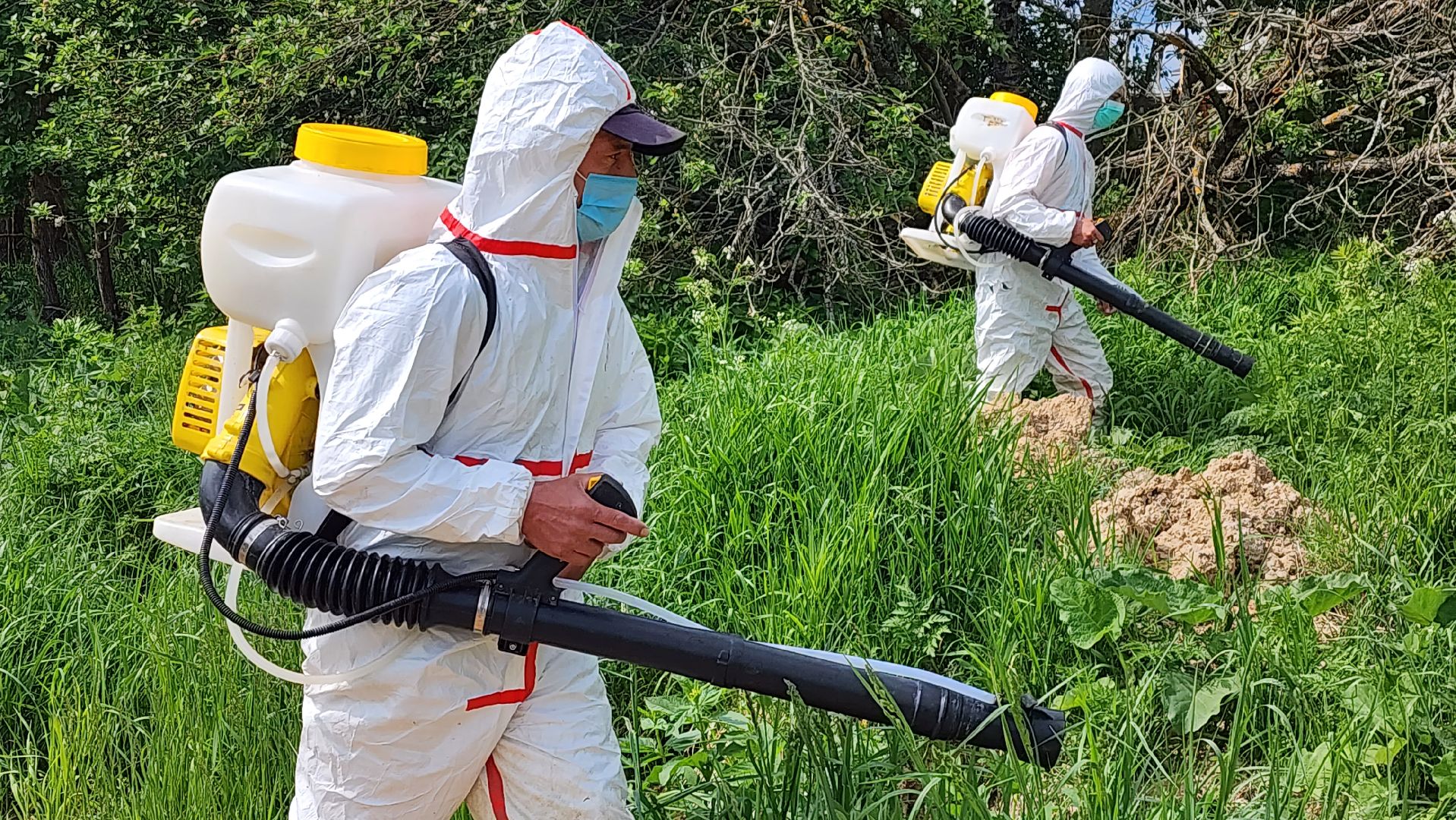 истра, экология, борщевик,