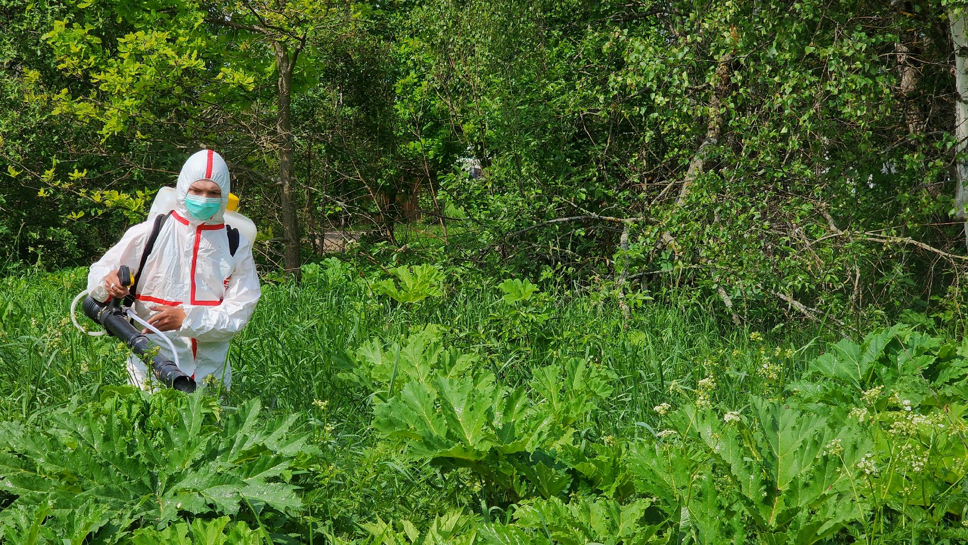 истра, экология, борщевик,