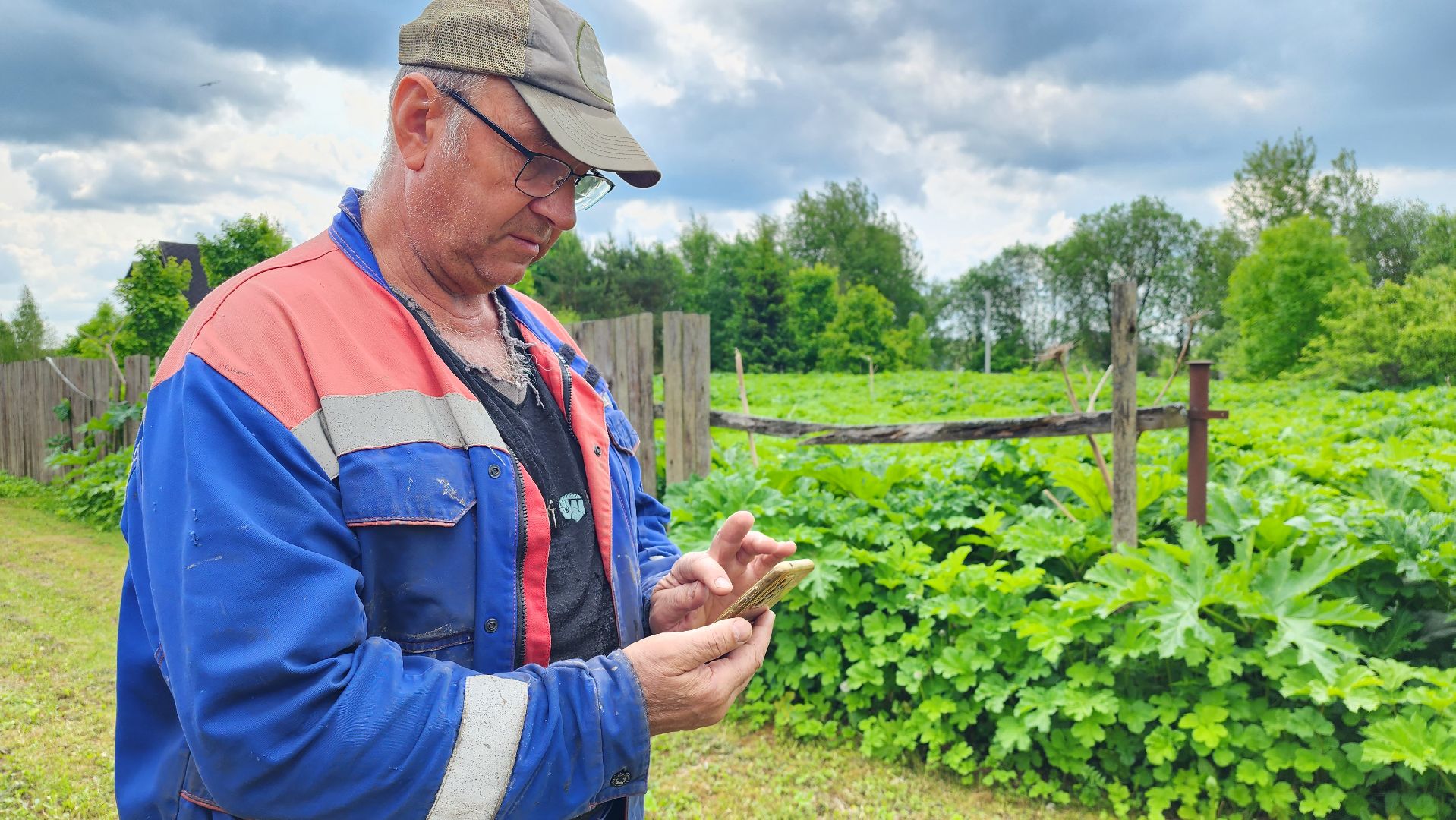 истра, экология, борщевик,