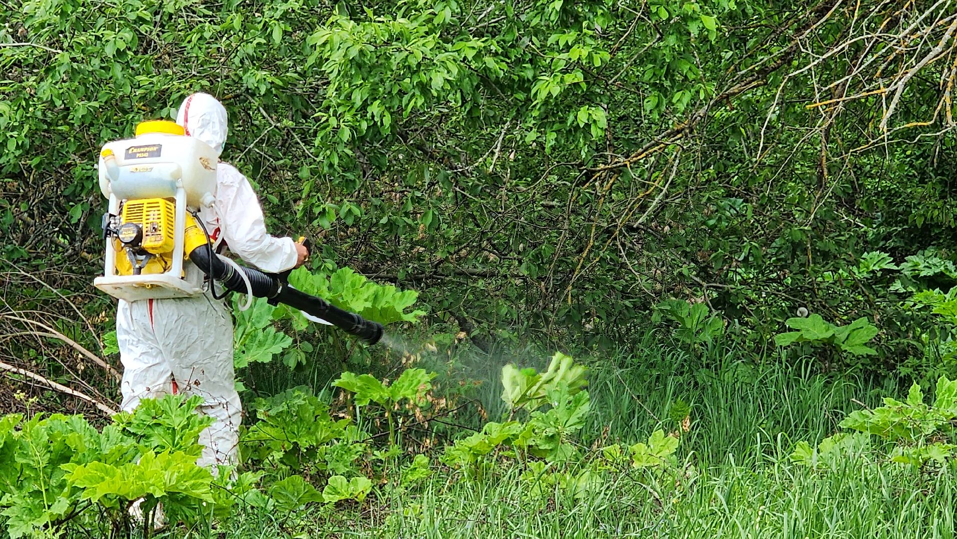 истра, экология, борщевик,