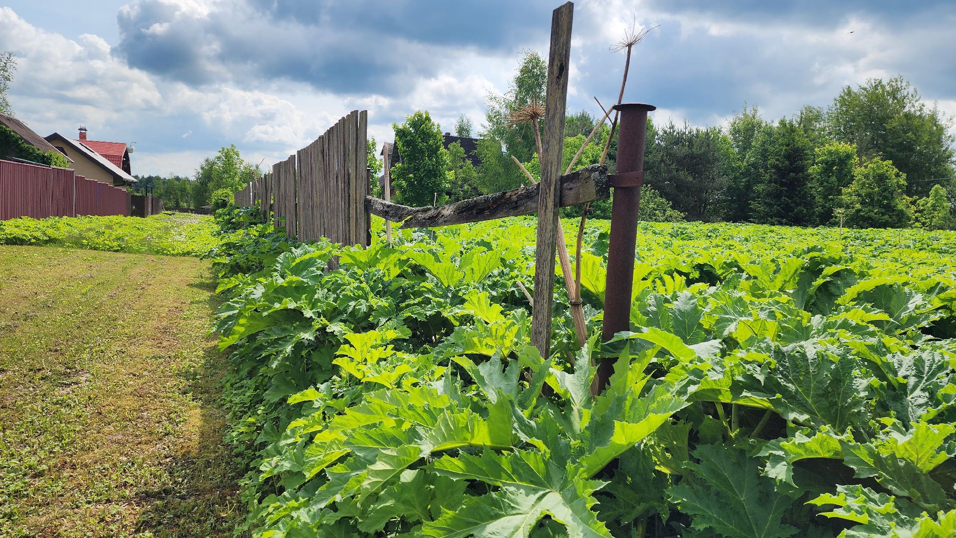 истра, экология, борщевик,