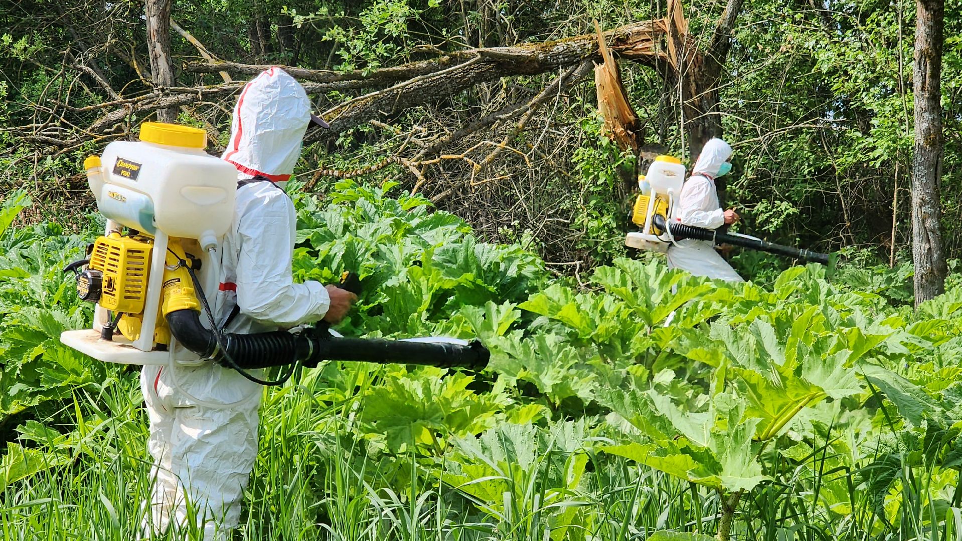 истра, экология, борщевик,